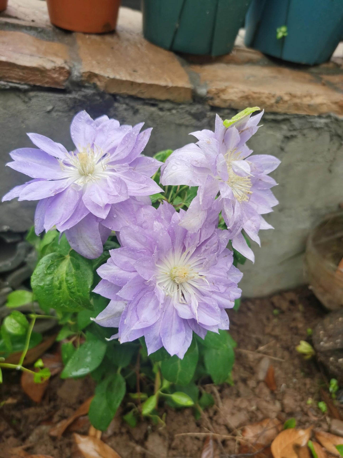 Clematis ‘’Diamond Bal| 钻石球‘’