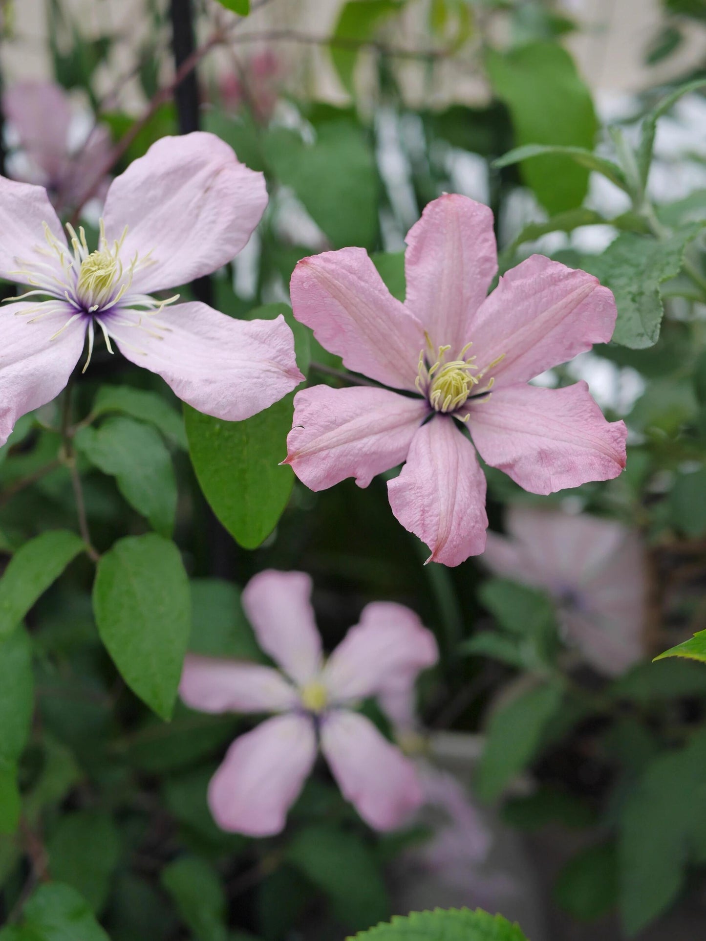 Clematis ‘’Ai-nor|爱诺露‘’