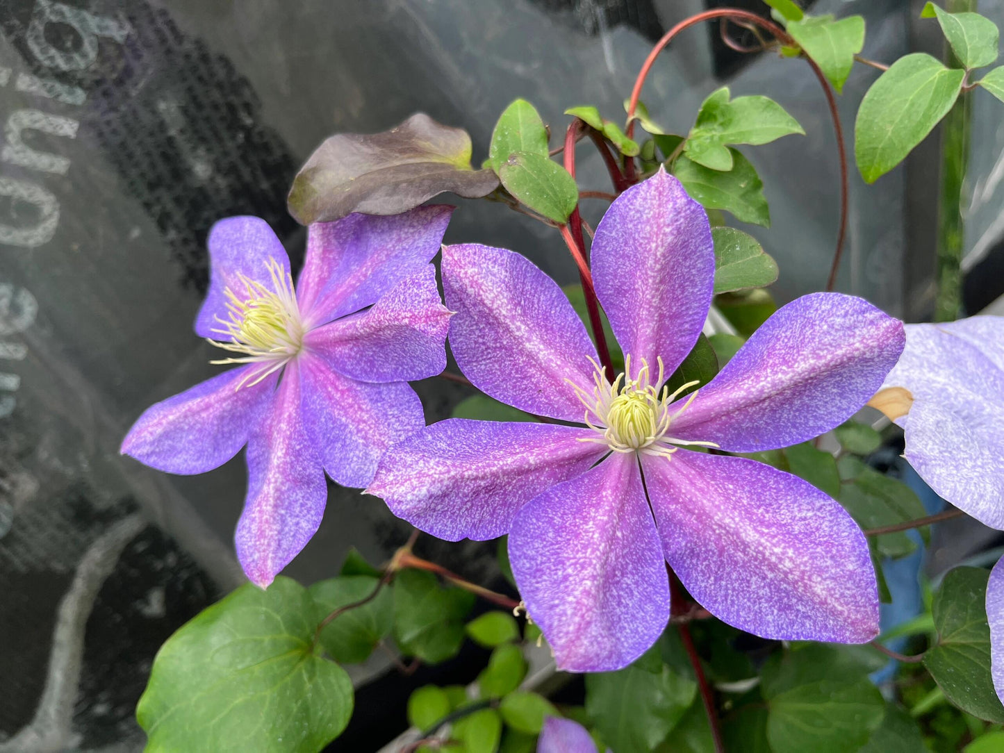 Clematis ''Chameleon |变色龙''