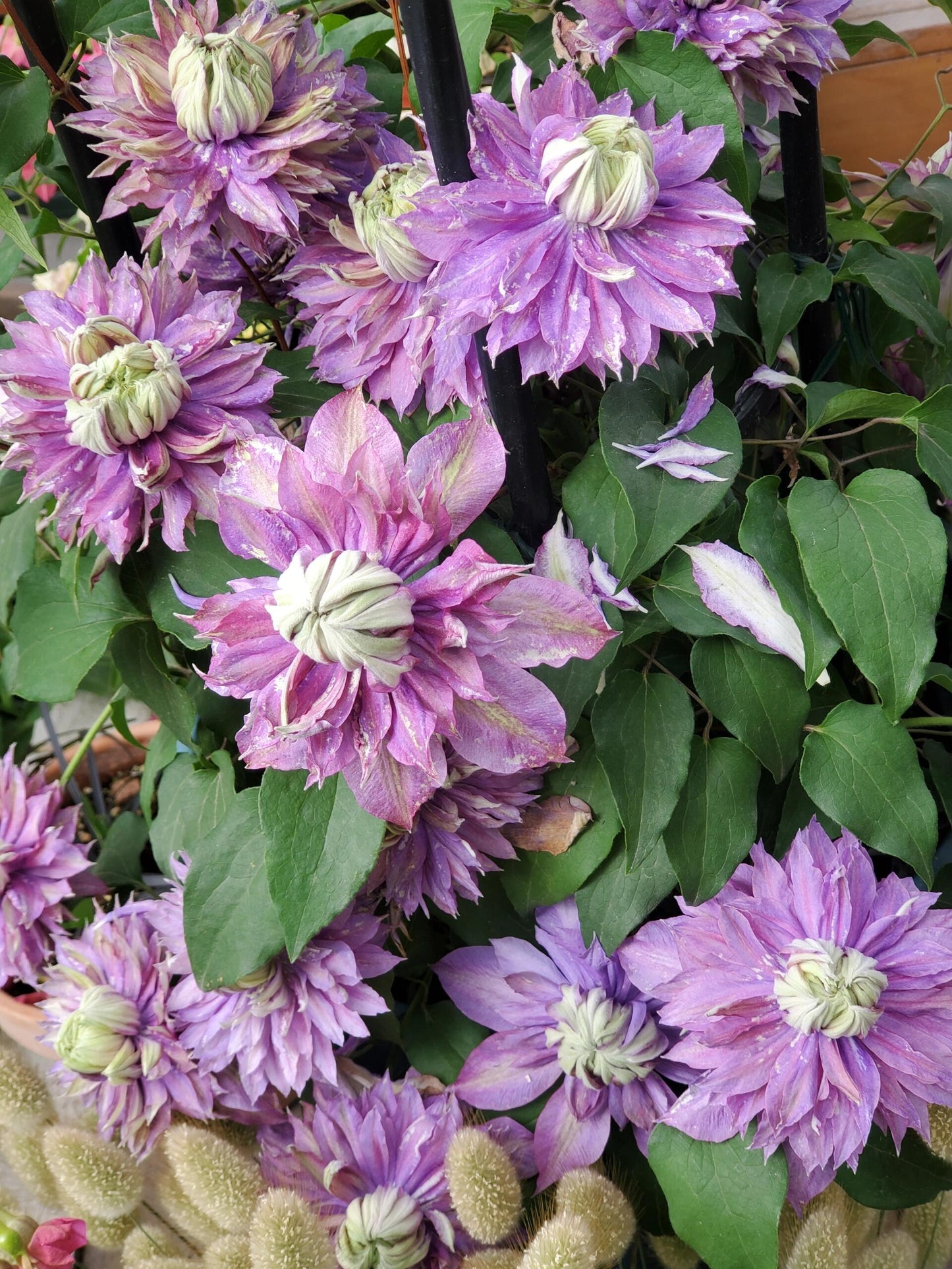 Clematis ''Magic Fountain| 魔法喷泉''