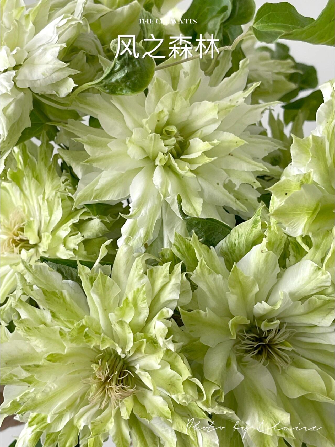 Clematis - ‘’Sen no kaze|千の風|风之森林‘’
