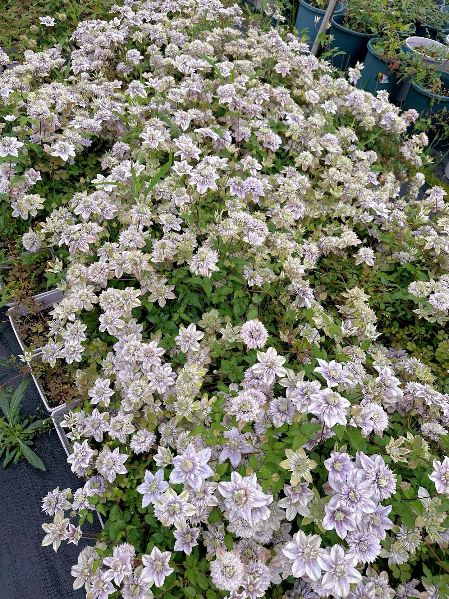 Clematis'' Minamonoyousei | みなもようせい| 水面妖精''