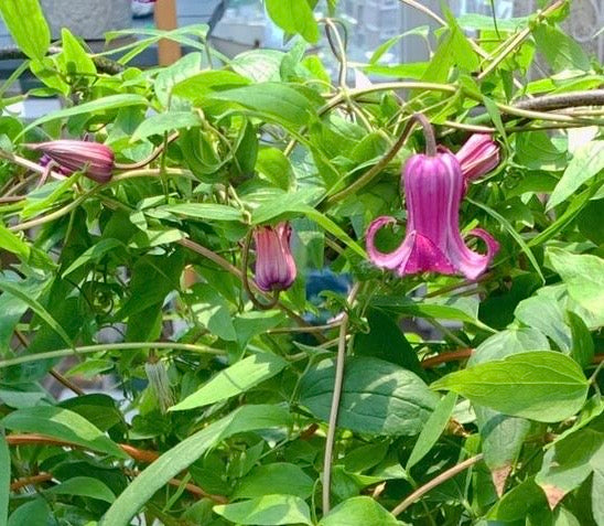 Clematis ‘’Princess Red| 绯红公主‘’