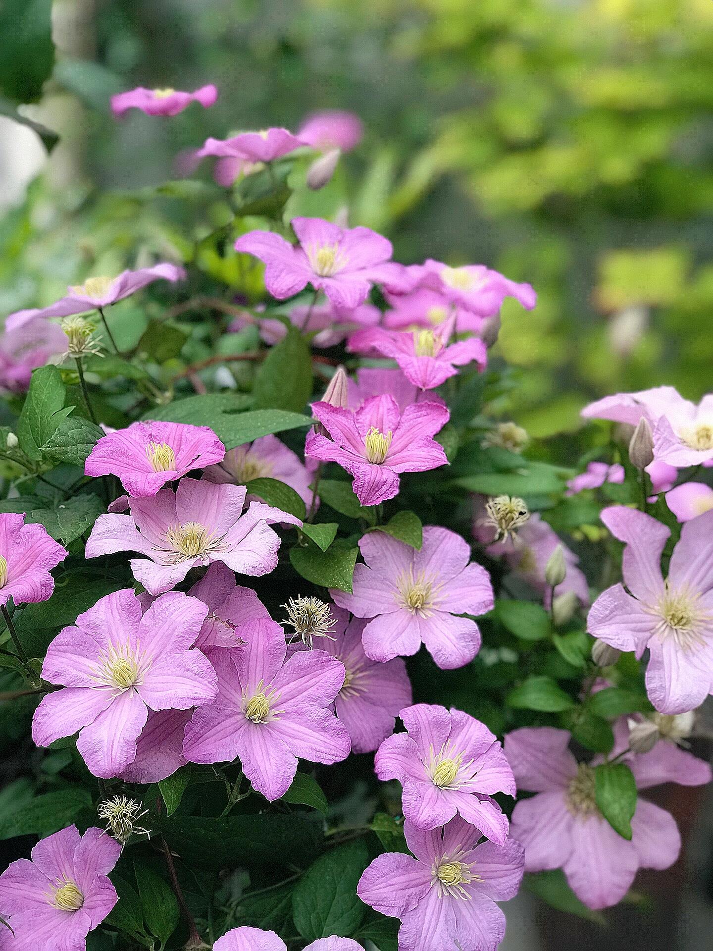 Clematis ‘’Comtesse de Bouchaud| 包查德 女侯爵‘’