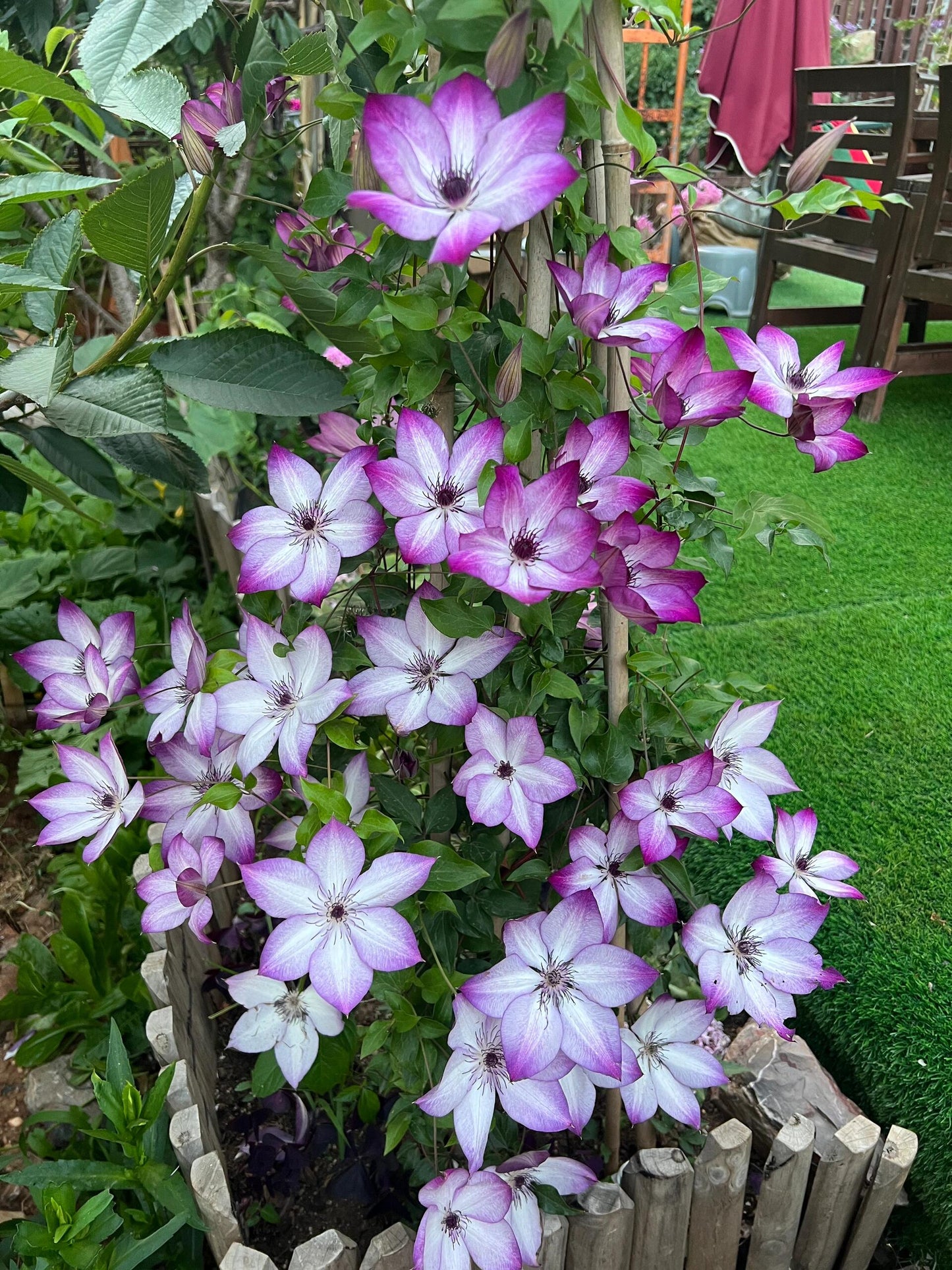 Clematis ‘’Fond Memories|美好回忆‘’