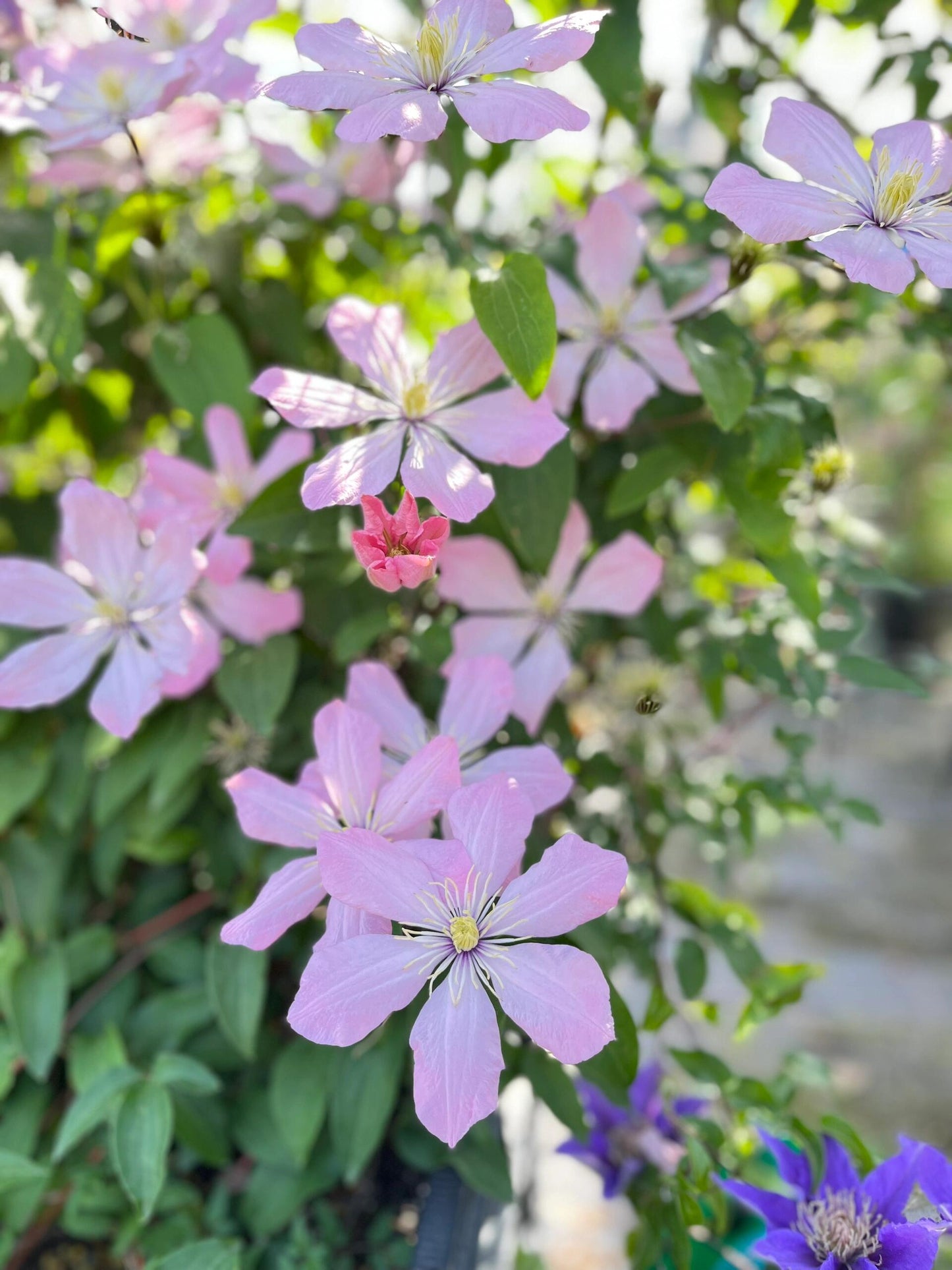 Clematis ‘’Ai-nor|爱诺露‘’