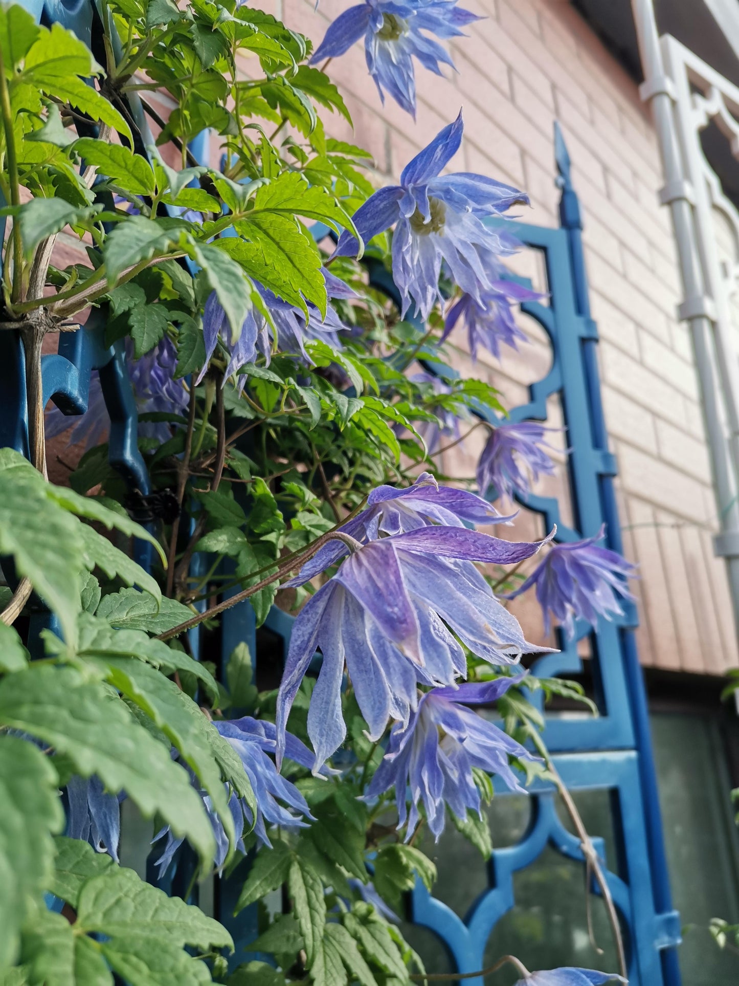 Clematis ‘’Maidwell Hall|梅德维尔‘’