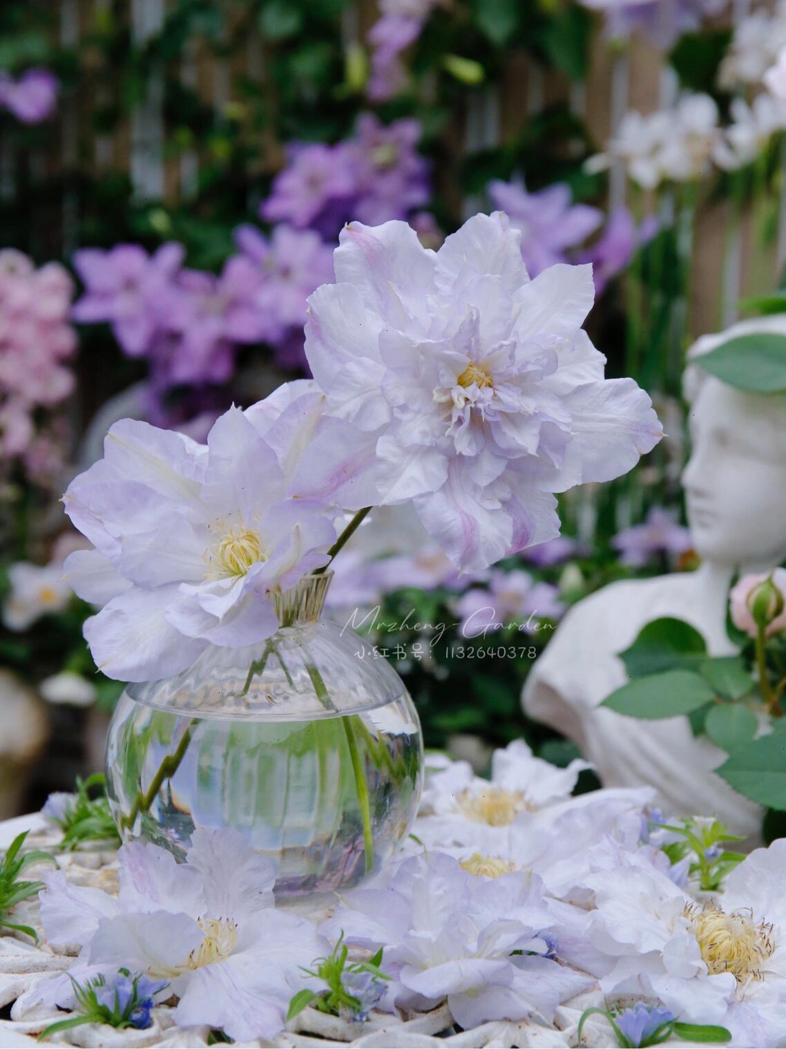 Clematis ‘’Veronica's choice|维罗妮卡的选择‘’
