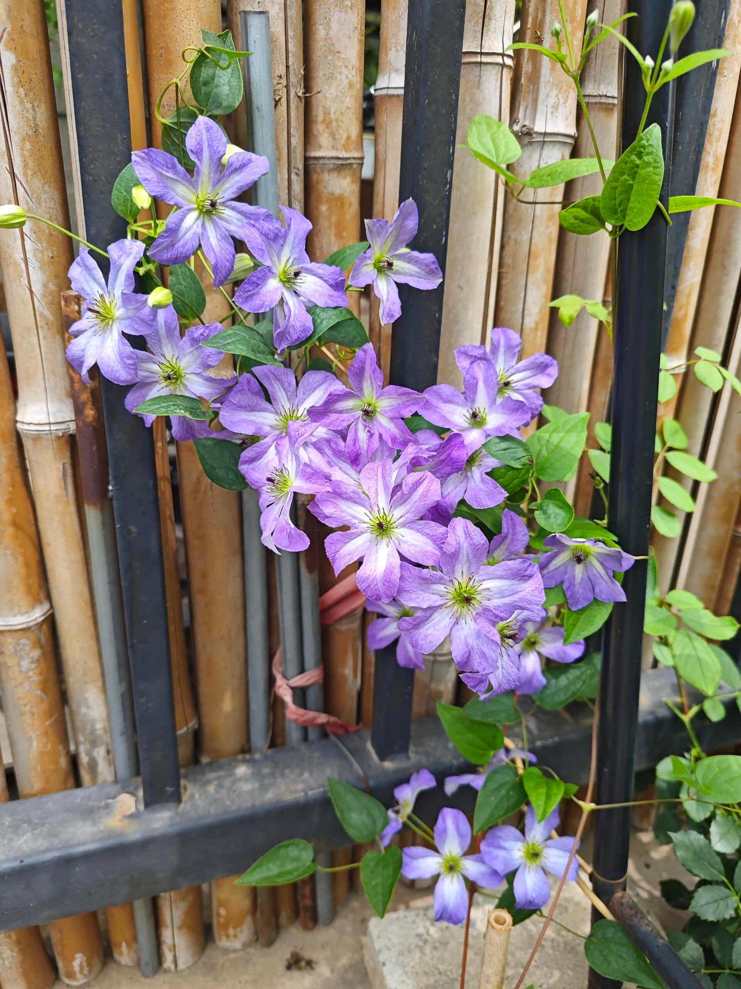 Clematis ‘’Sea Breeze|海风‘’