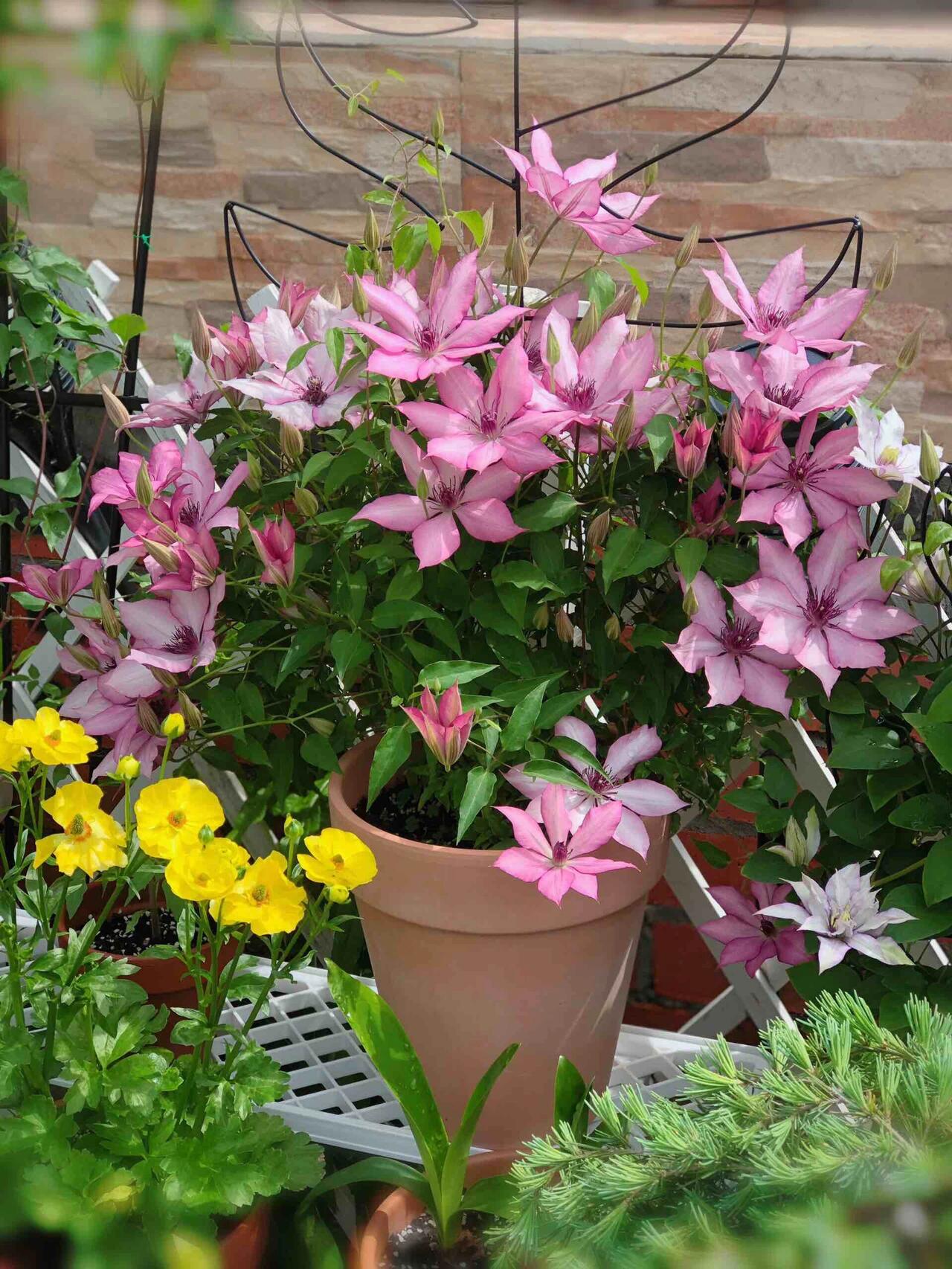 Clematis ''Giselle |吉赛尔''