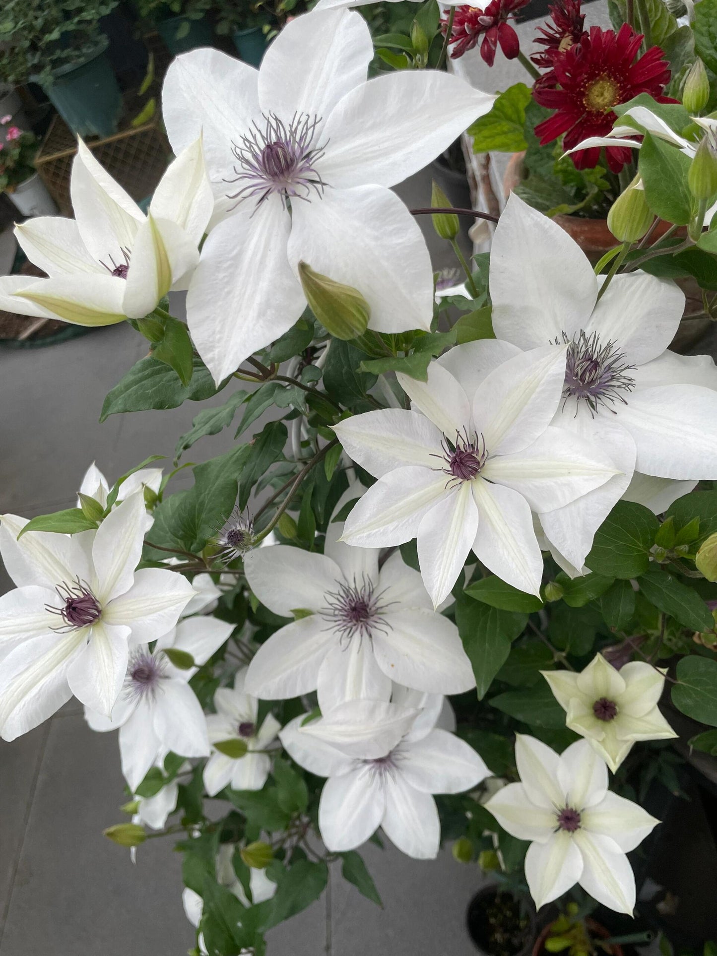 Rare Clematis ‘’Guizi|摫子‘’