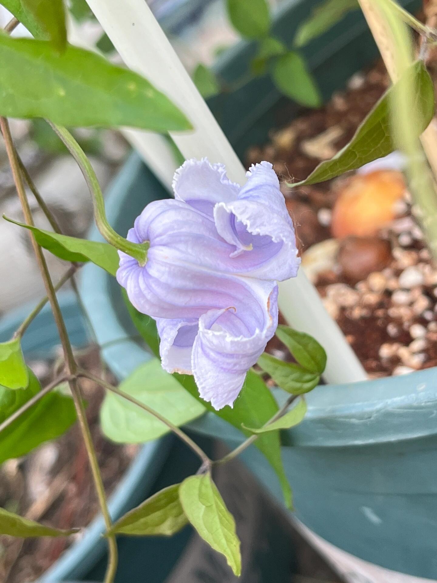 Blue Octopus Clematis ‘’クリスパ・エンジェル| Crispa Angel| 克里斯帕天使| タコクレマチス‘’