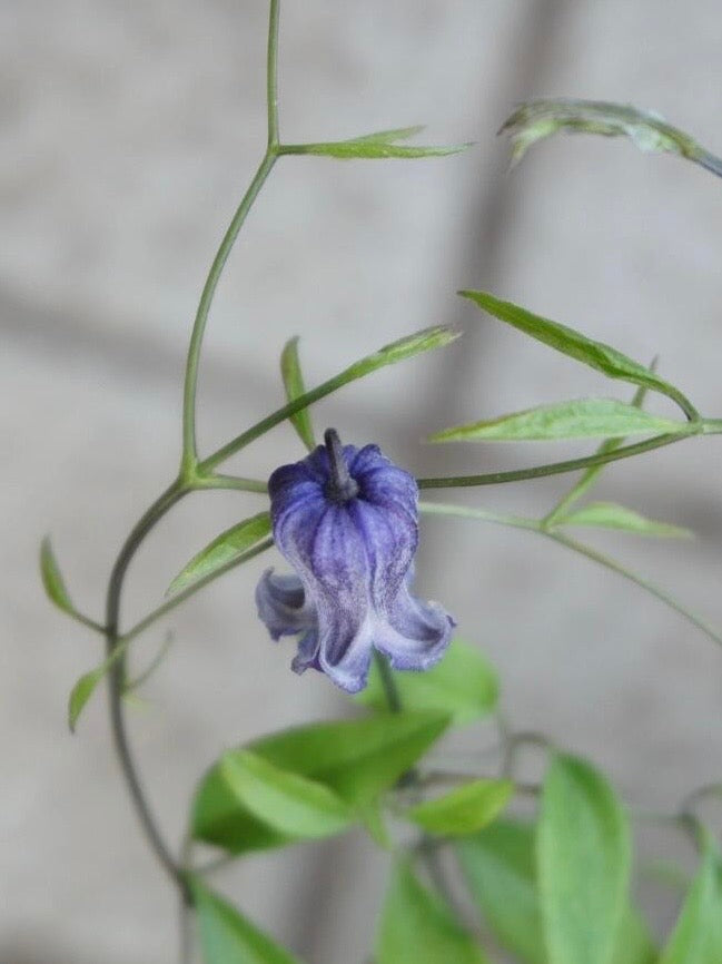 Rooguchi Clematis ‘’Sumire|堇‘’