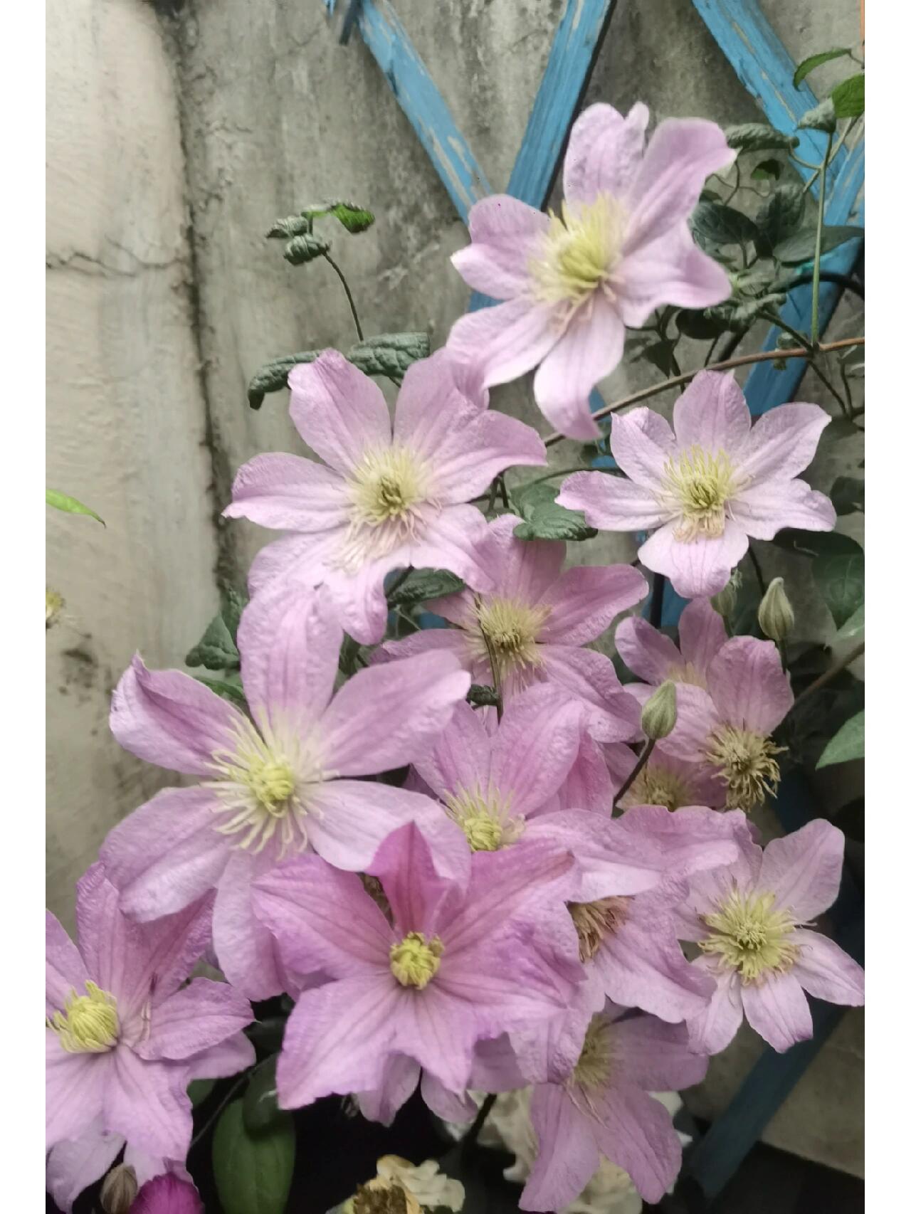 Clematis ‘’Comtesse de Bouchaud| 包查德 女侯爵‘’