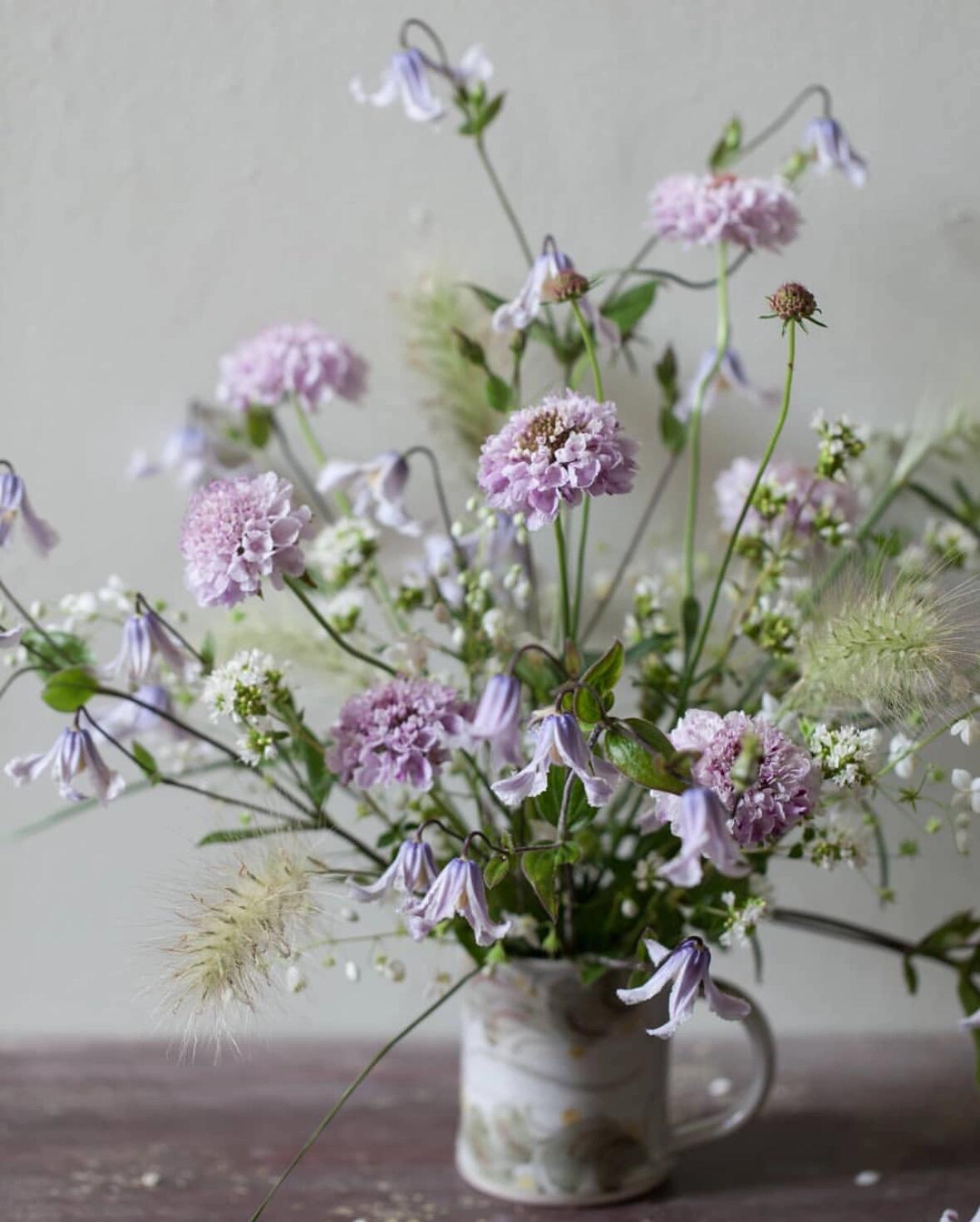Clematis ''Twinkle| 闪烁''