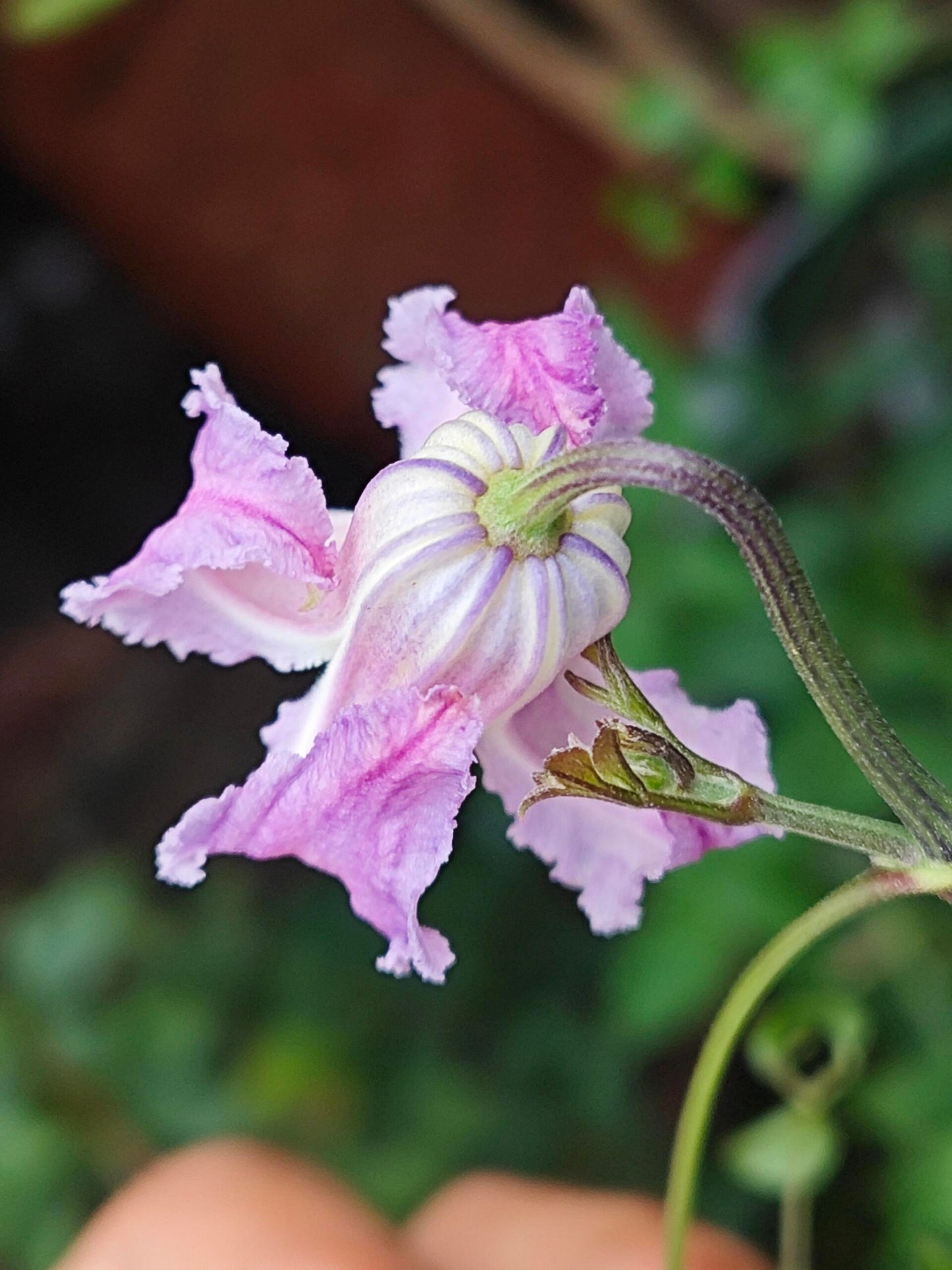 Pink Octopus Clematis ‘’Last Whisper|最後の囁き| 最后的轻语| タコクレマチス‘’ - US Exclusive