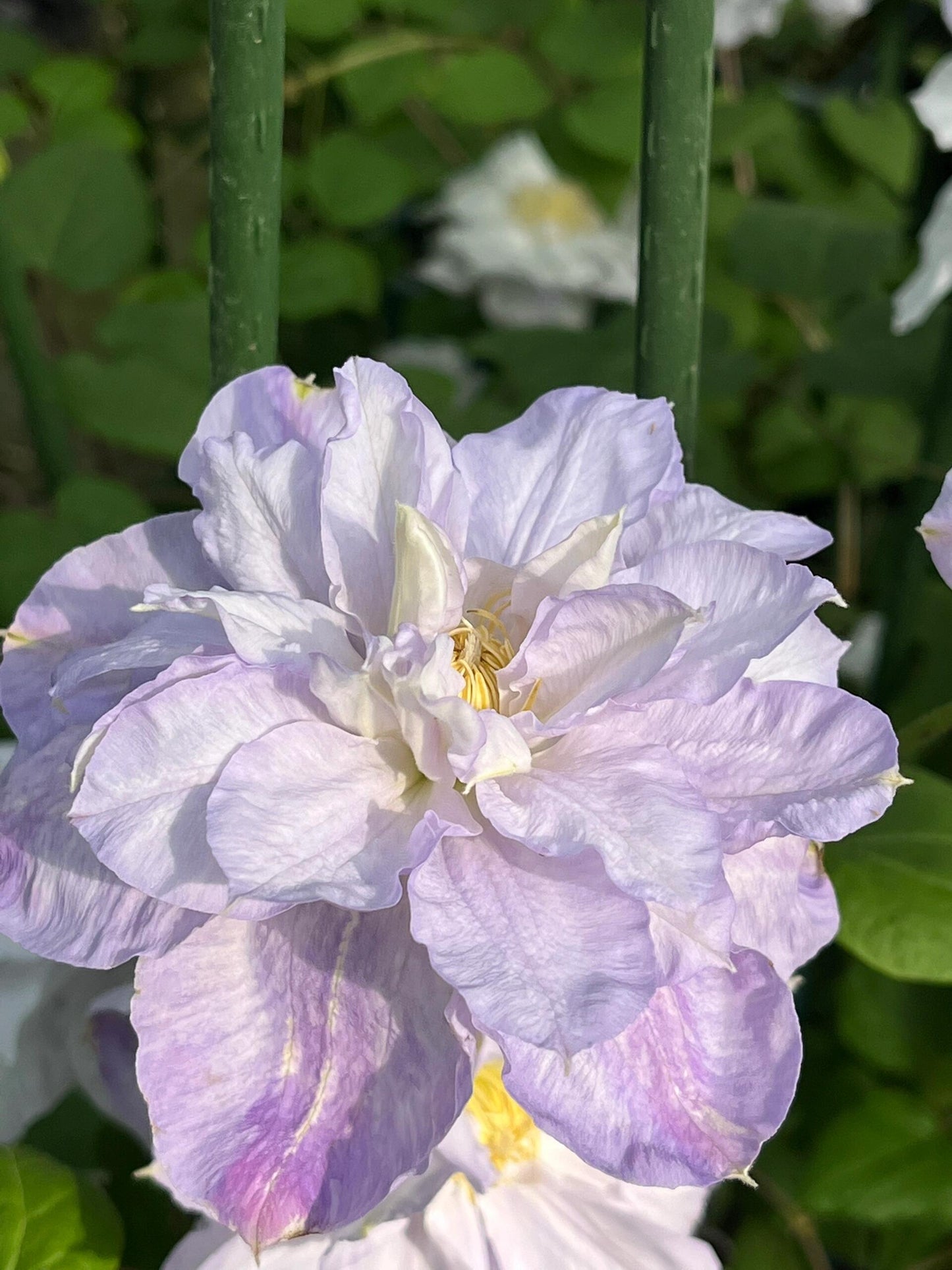 Clematis ‘’Veronica's choice|维罗妮卡的选择‘’