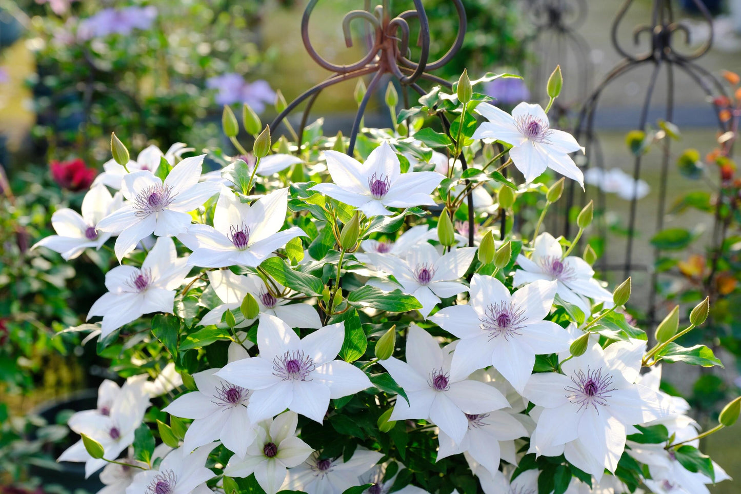Clematis ''Haruyama|はるやま| 晴山/ 春天''