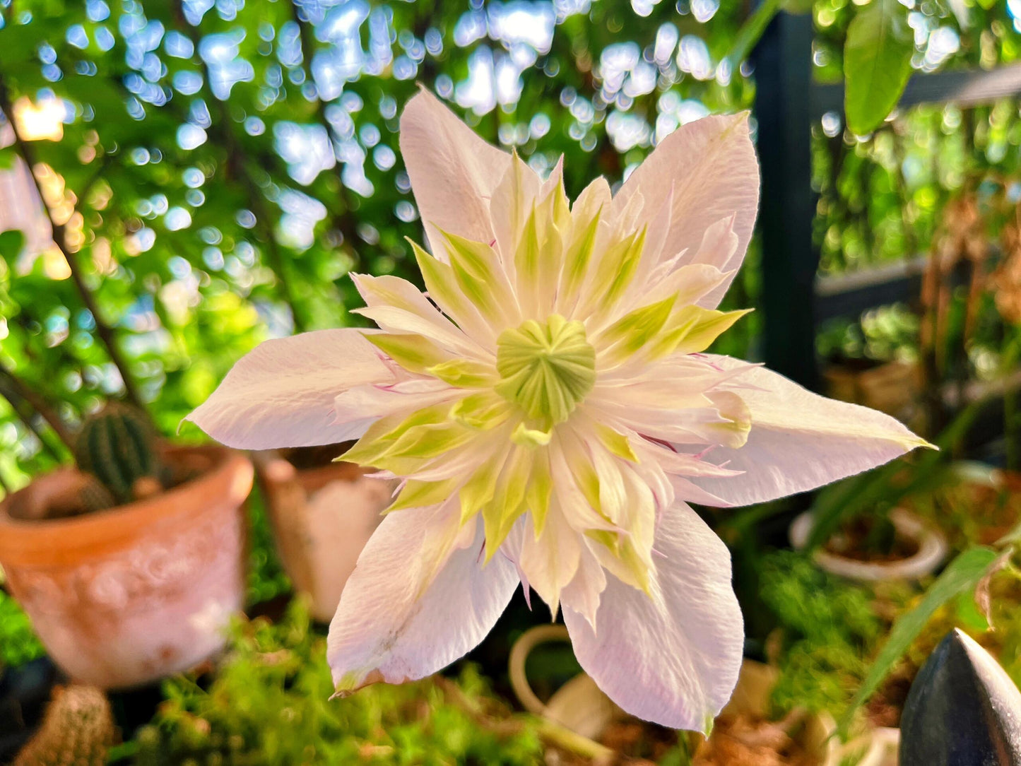 Clematis ''Shamshe |昼の天使| 昼天使| 桃万重''