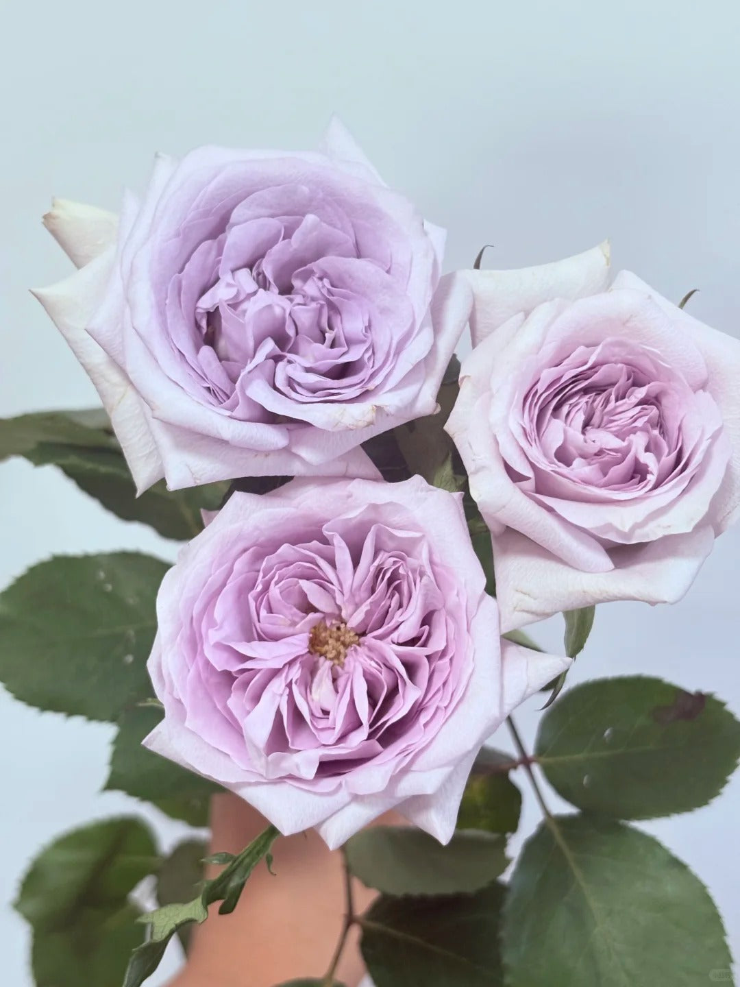 Rose 'Purple O'Hara' 紫荔枝 | Purple Lychee Live Rose Plant