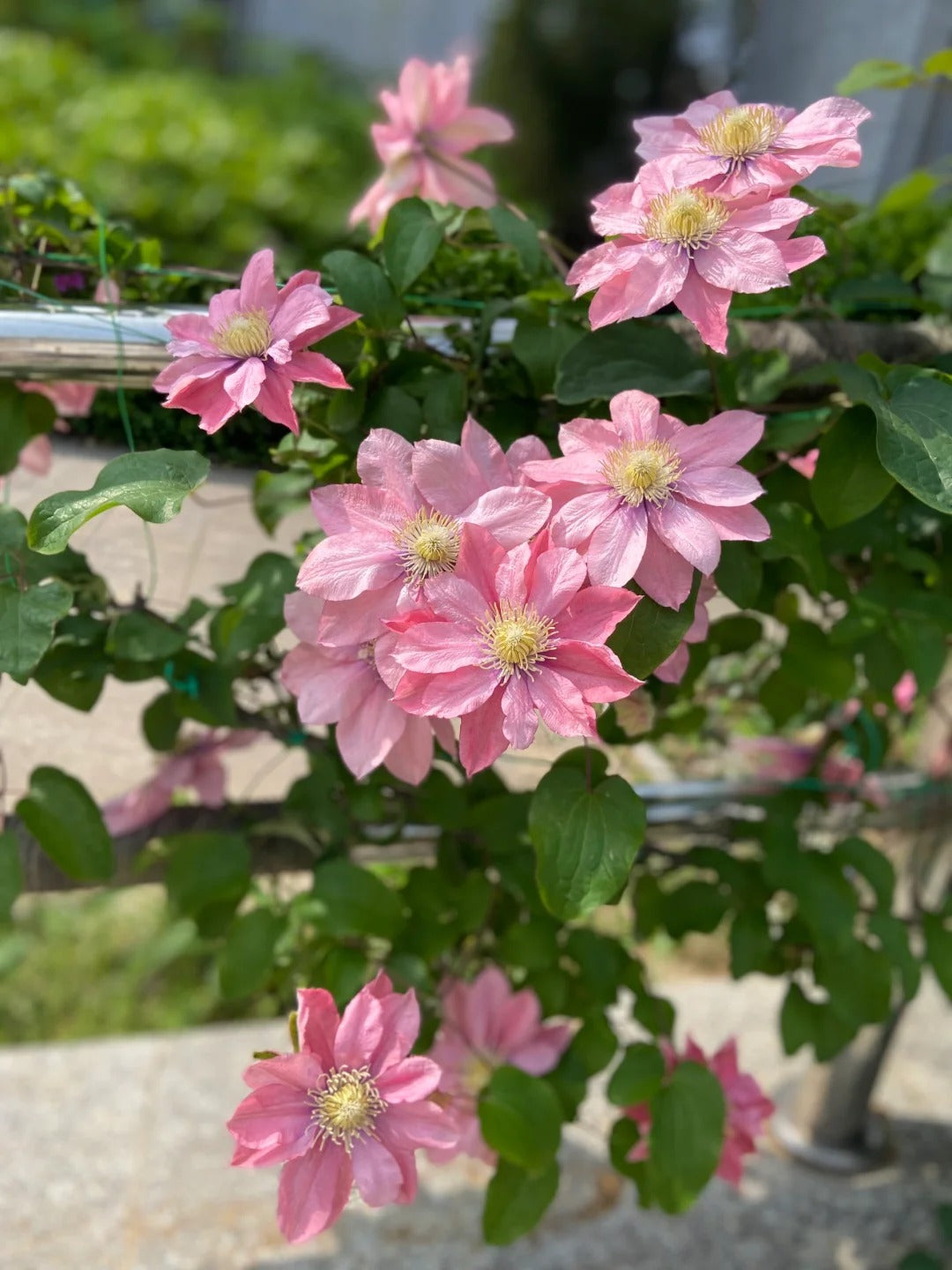 Clematis ‘’Little Mermaid | 小美人鱼‘’