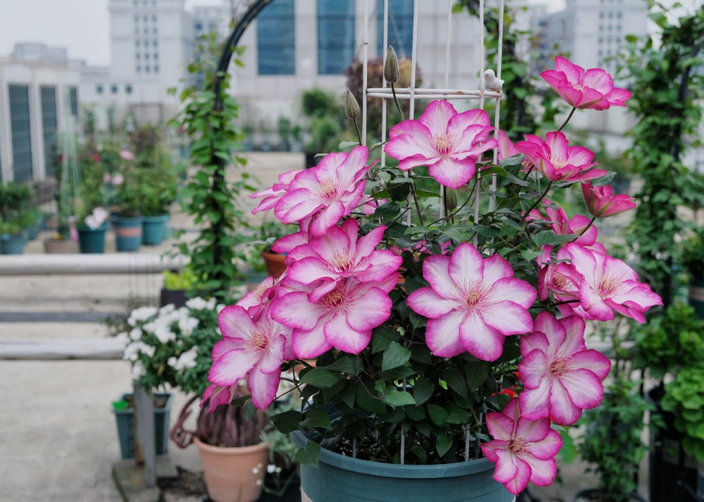 Clematis ‘’Liberty|解放‘’