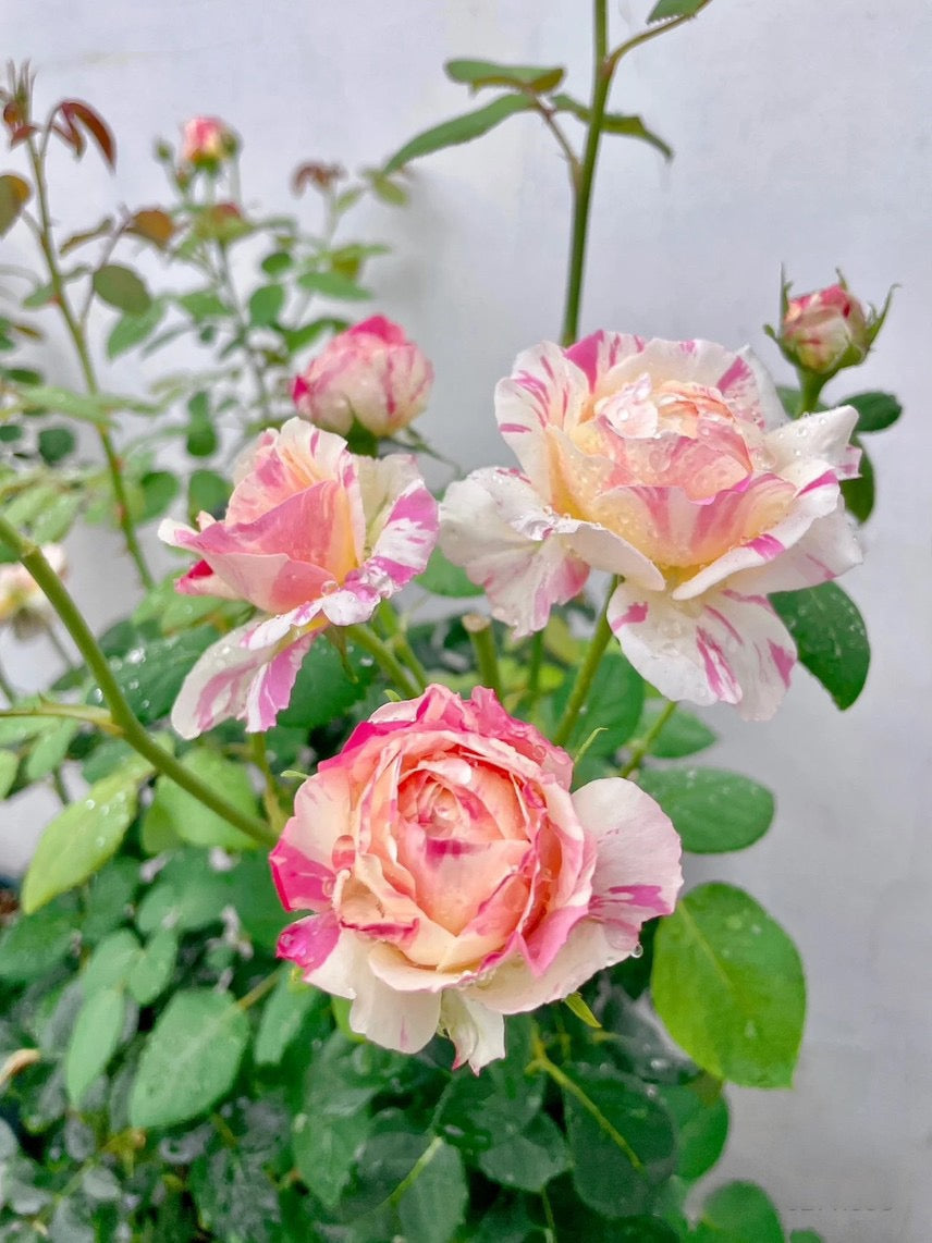 Rose ‘ Claude Monet' 莫奈