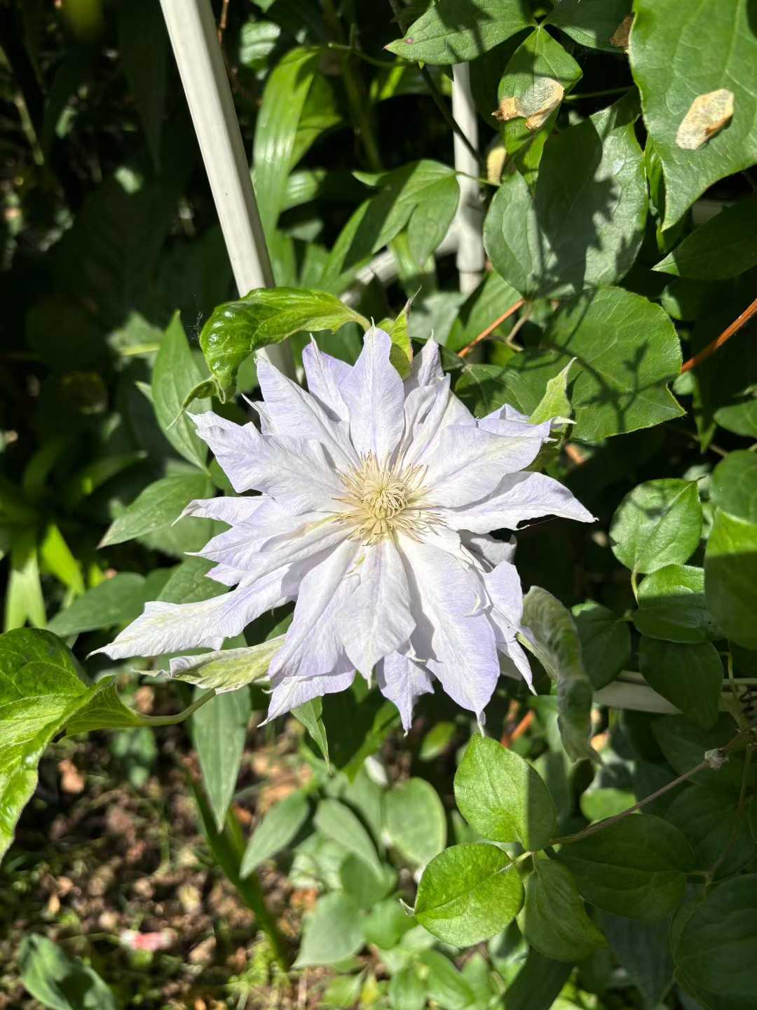 Clematis ‘chalcedony|玉髓’