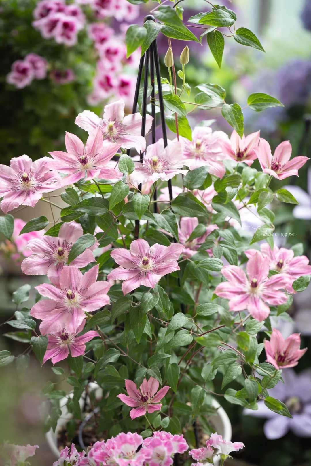 Clematis ' Sarah Elizabeth | 莎拉伊丽莎白