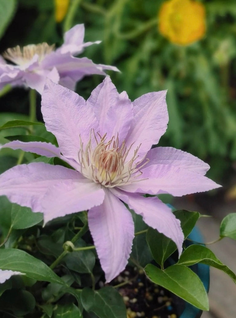 Clematis ‘’Filigree|金银丝/ 故里‘’