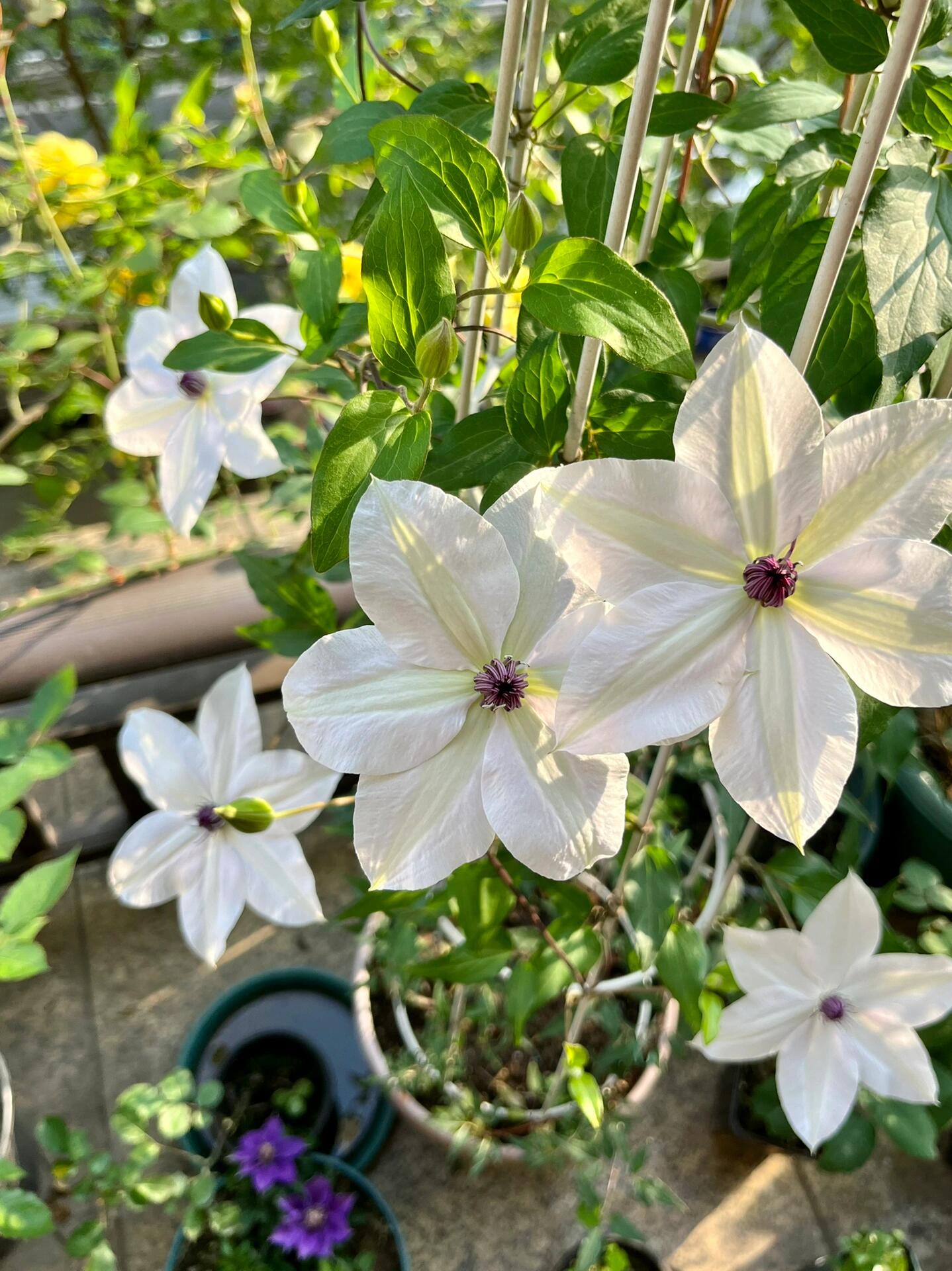 Rare Clematis ‘’Guizi|摫子‘’