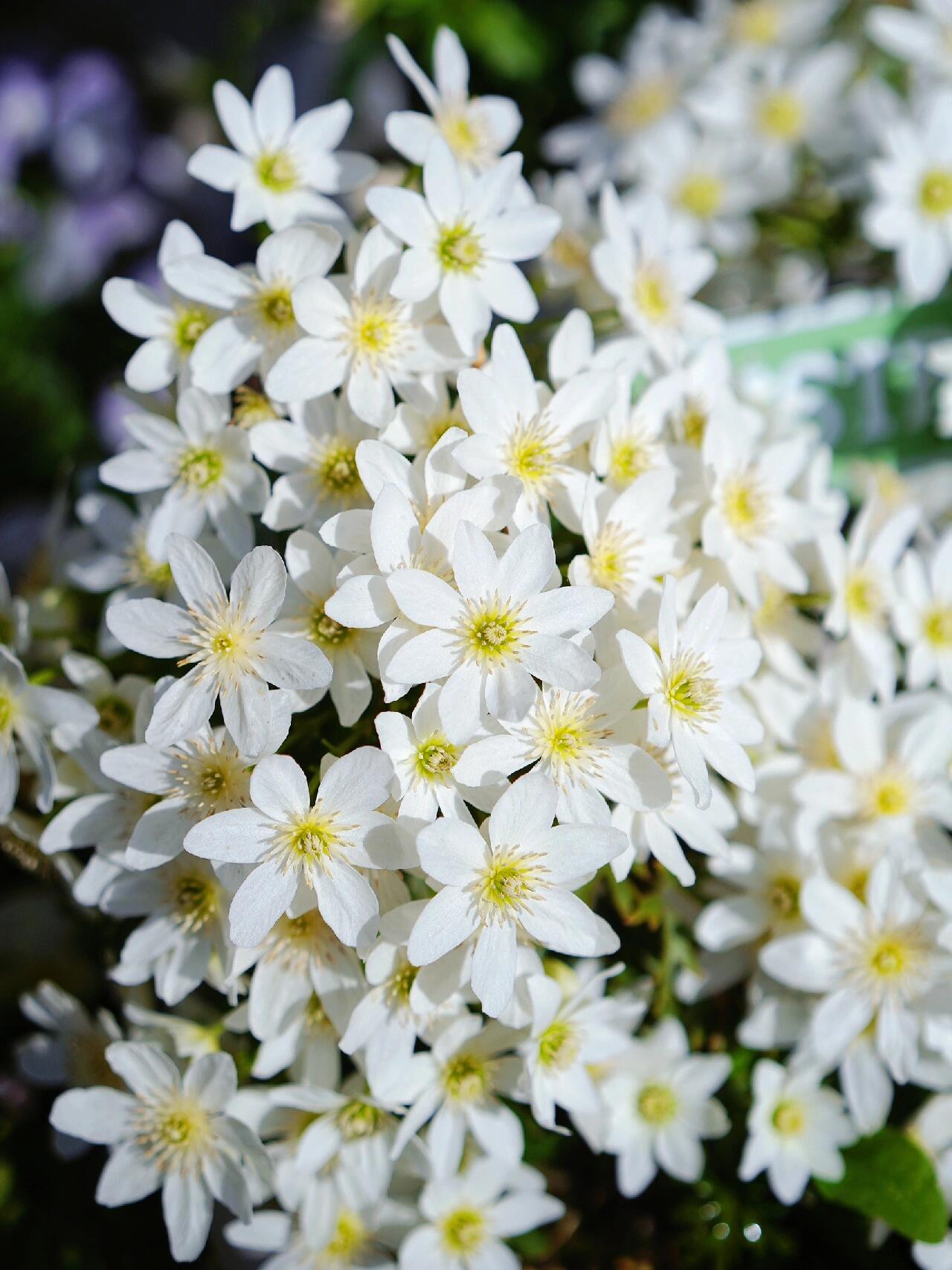 Clematis ‘’Joe|银币‘’