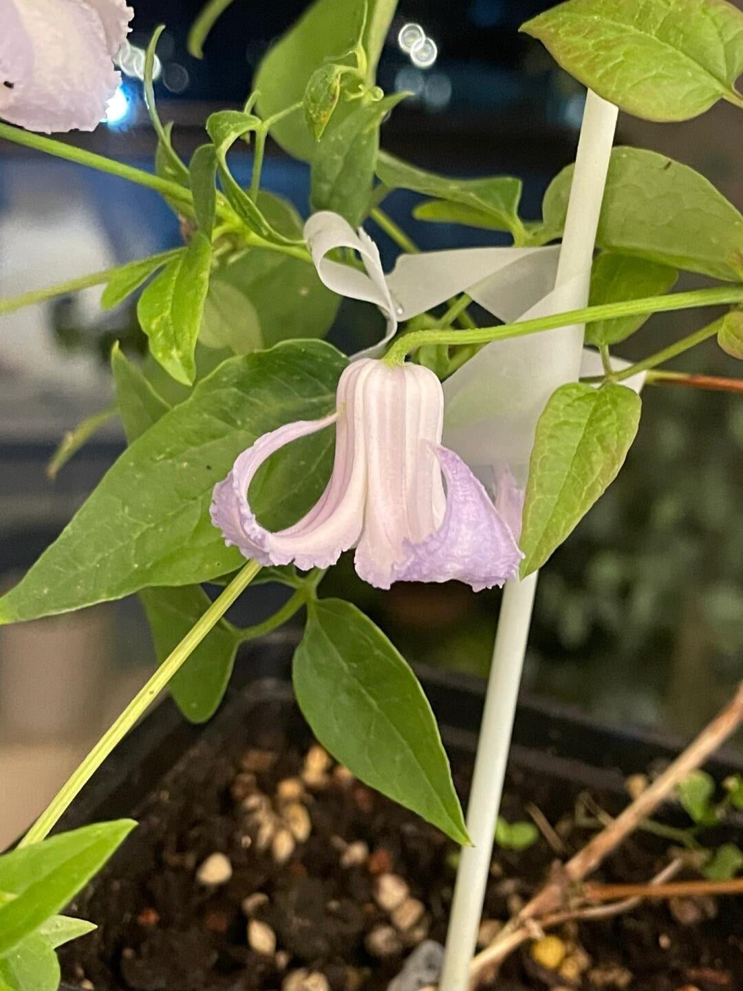 Blue Octopus Clematis ‘’クリスパ・エンジェル| Crispa Angel| 克里斯帕天使| タコクレマチス‘’