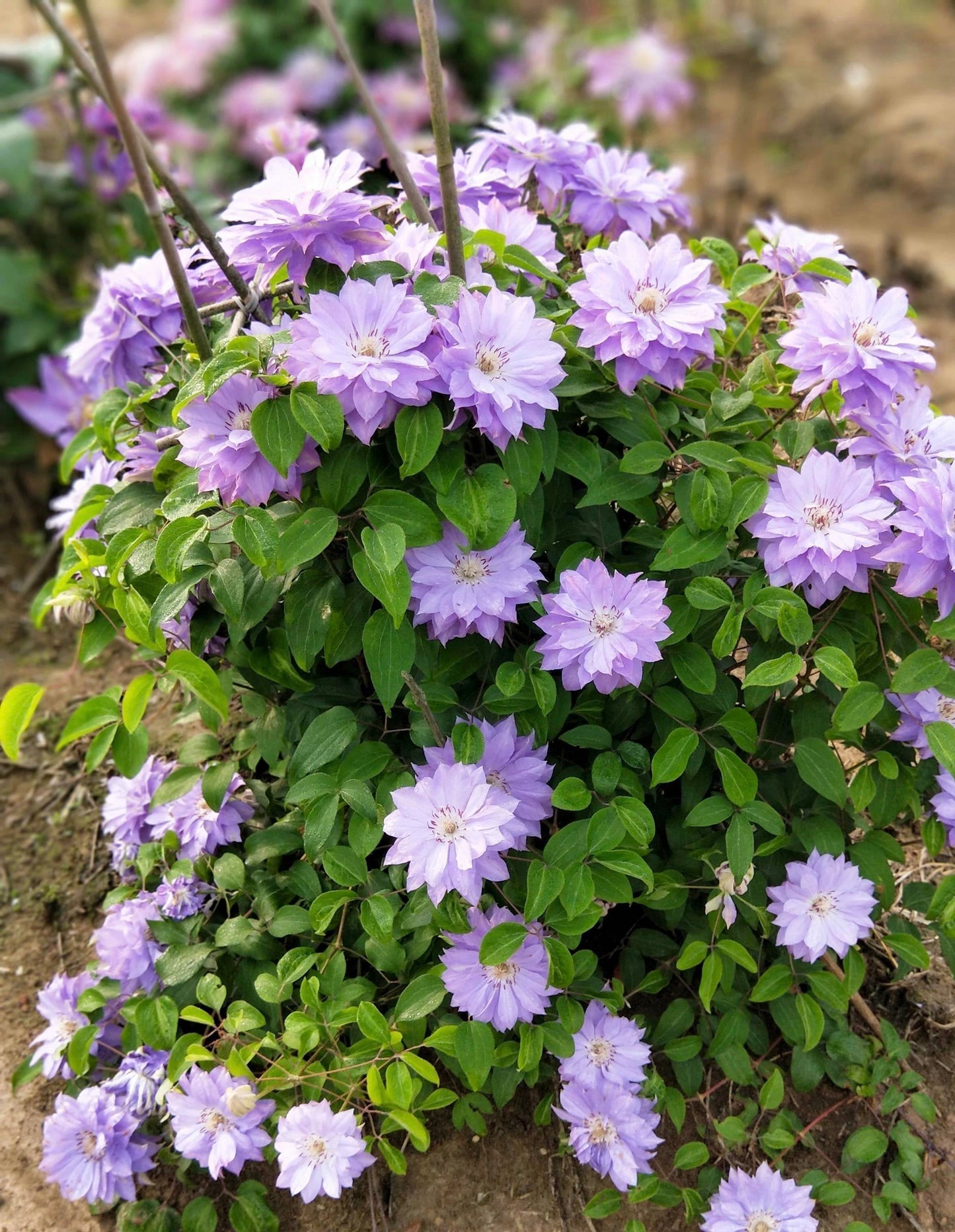 Clematis 'Teshio| てしお | 天盐'