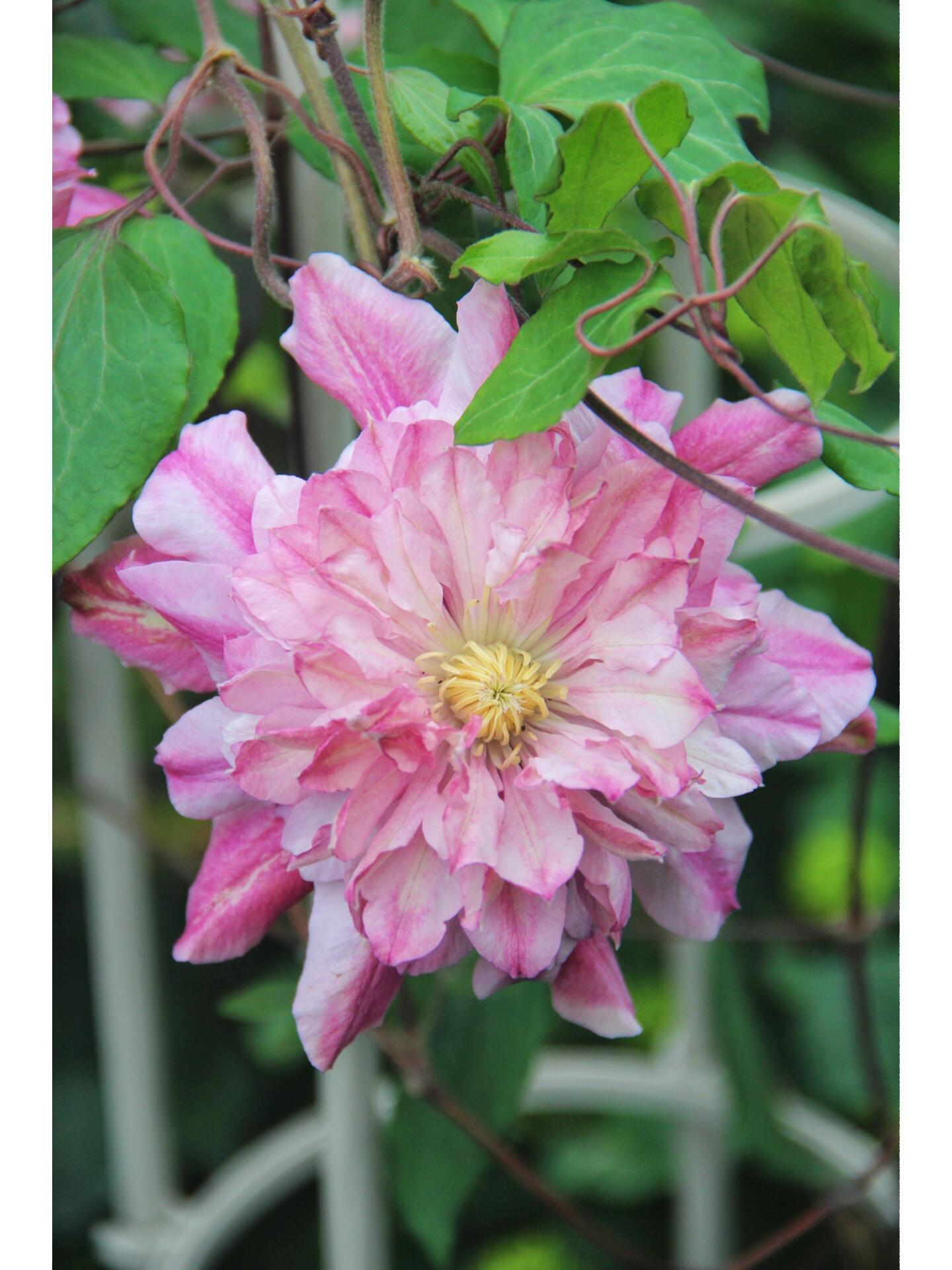 Clematis ‘’Patricia Ann Fretwel|帕特丽夏‘’