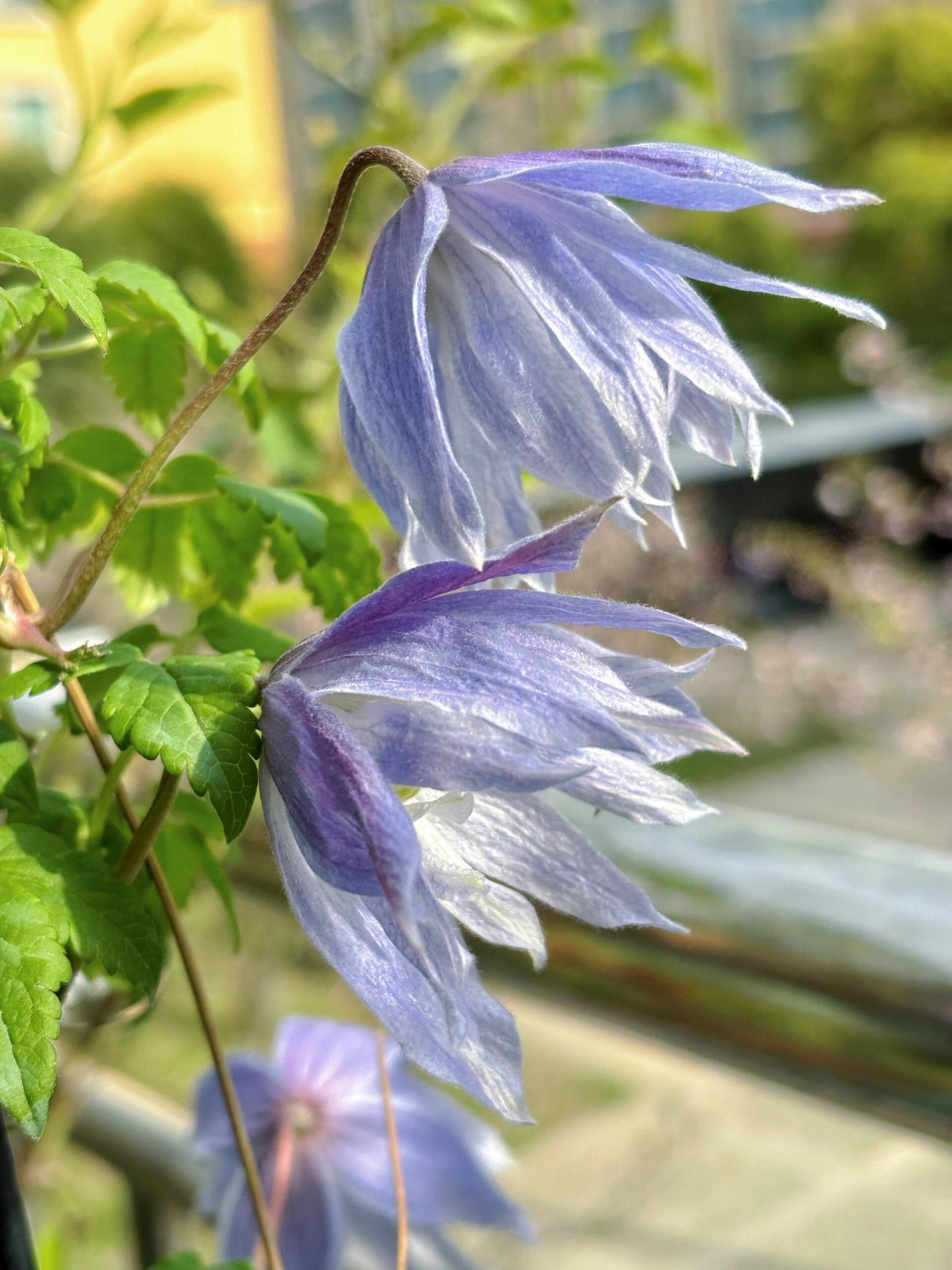 Clematis ‘’Maidwell Hall|梅德维尔‘’