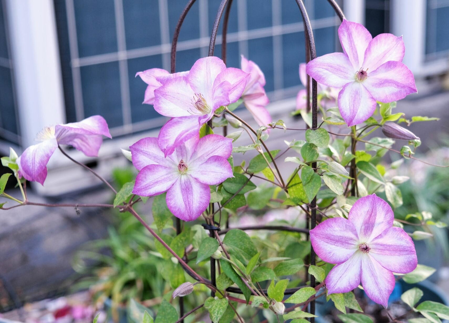 Clematis ‘’Pernille| 佩莱尼‘’