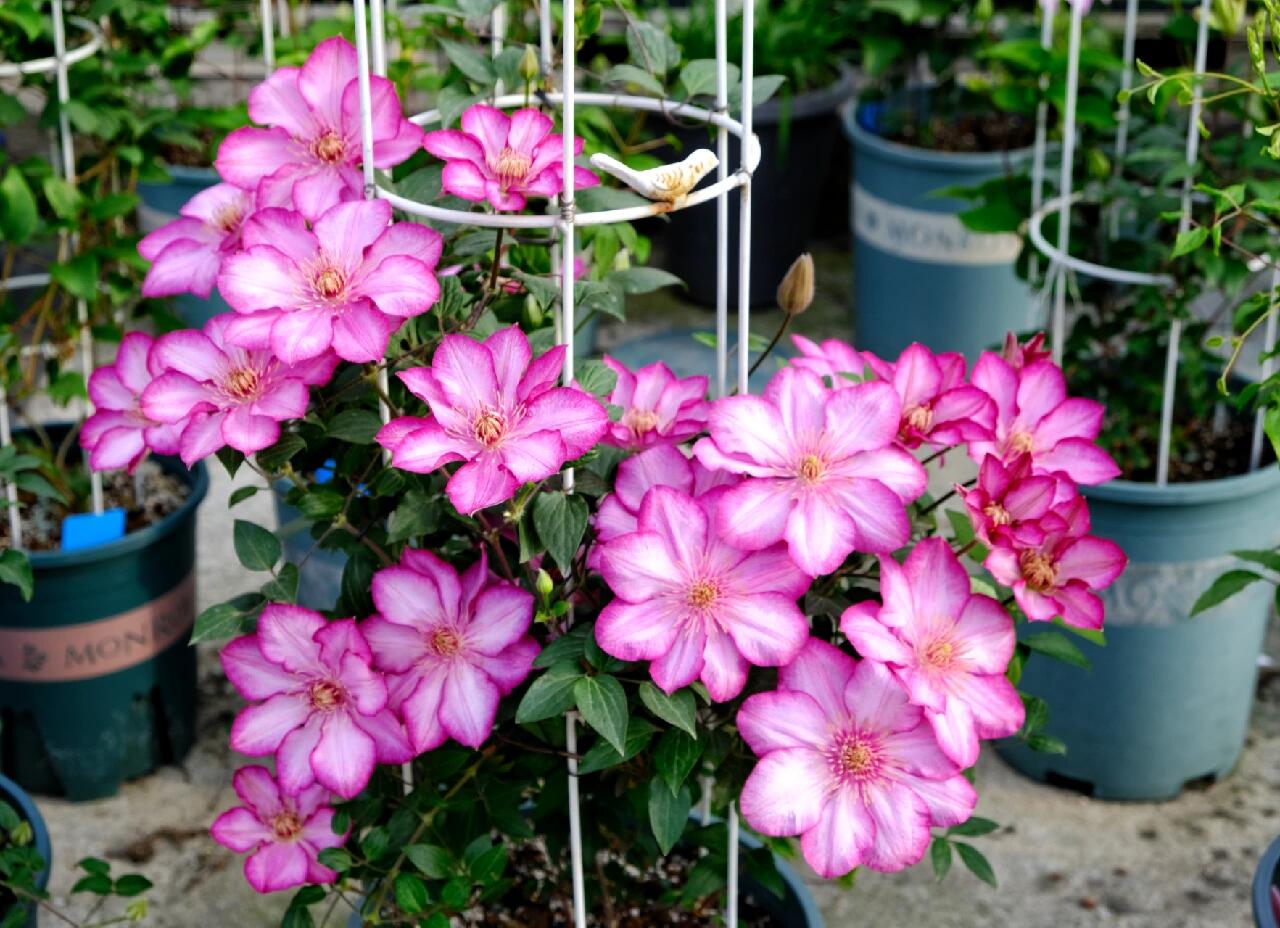 Clematis ‘’Liberty|解放‘’