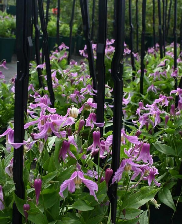 Clematis ‘’Hanajima|はなじま|花島|花岛‘’