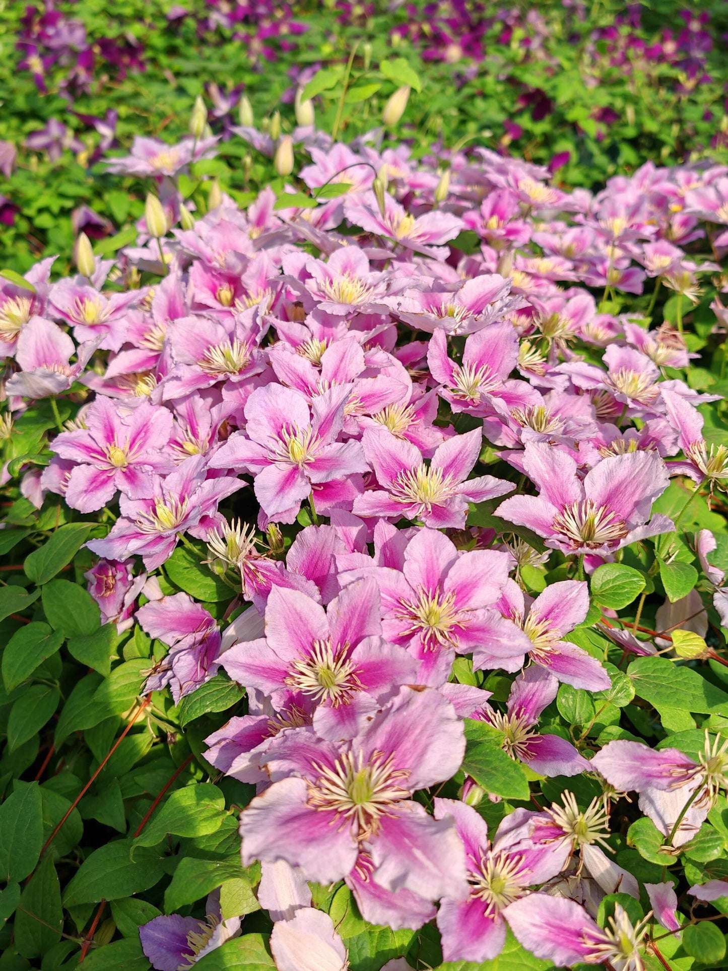 Clematis ‘’Piilu|小鸭‘’