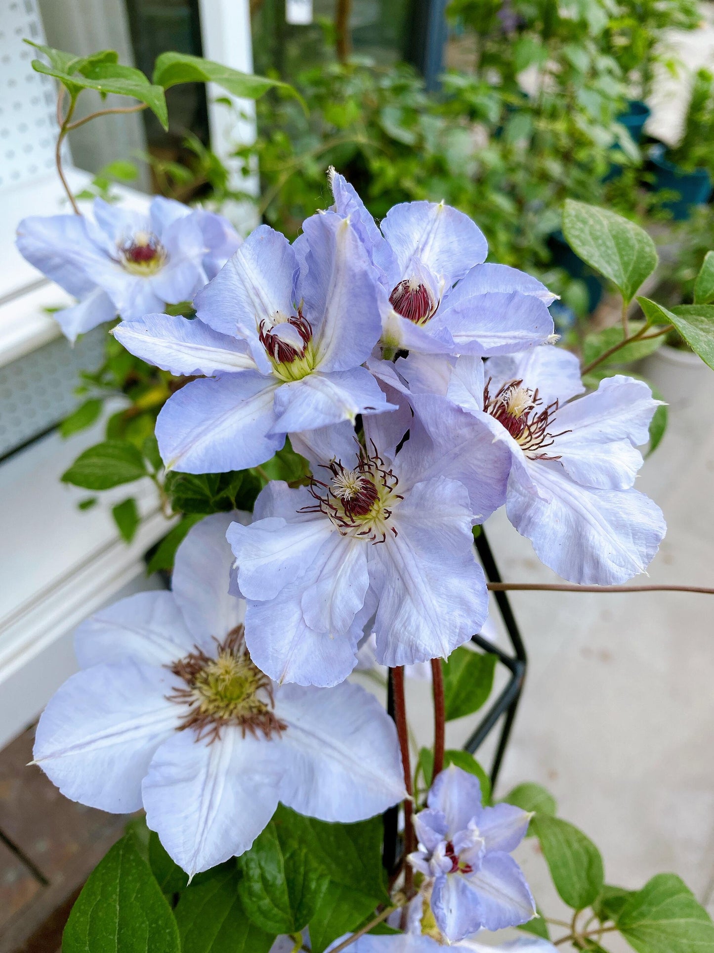 Clematis ‘’Blue Cotillion|蓝色龙沙舞‘’