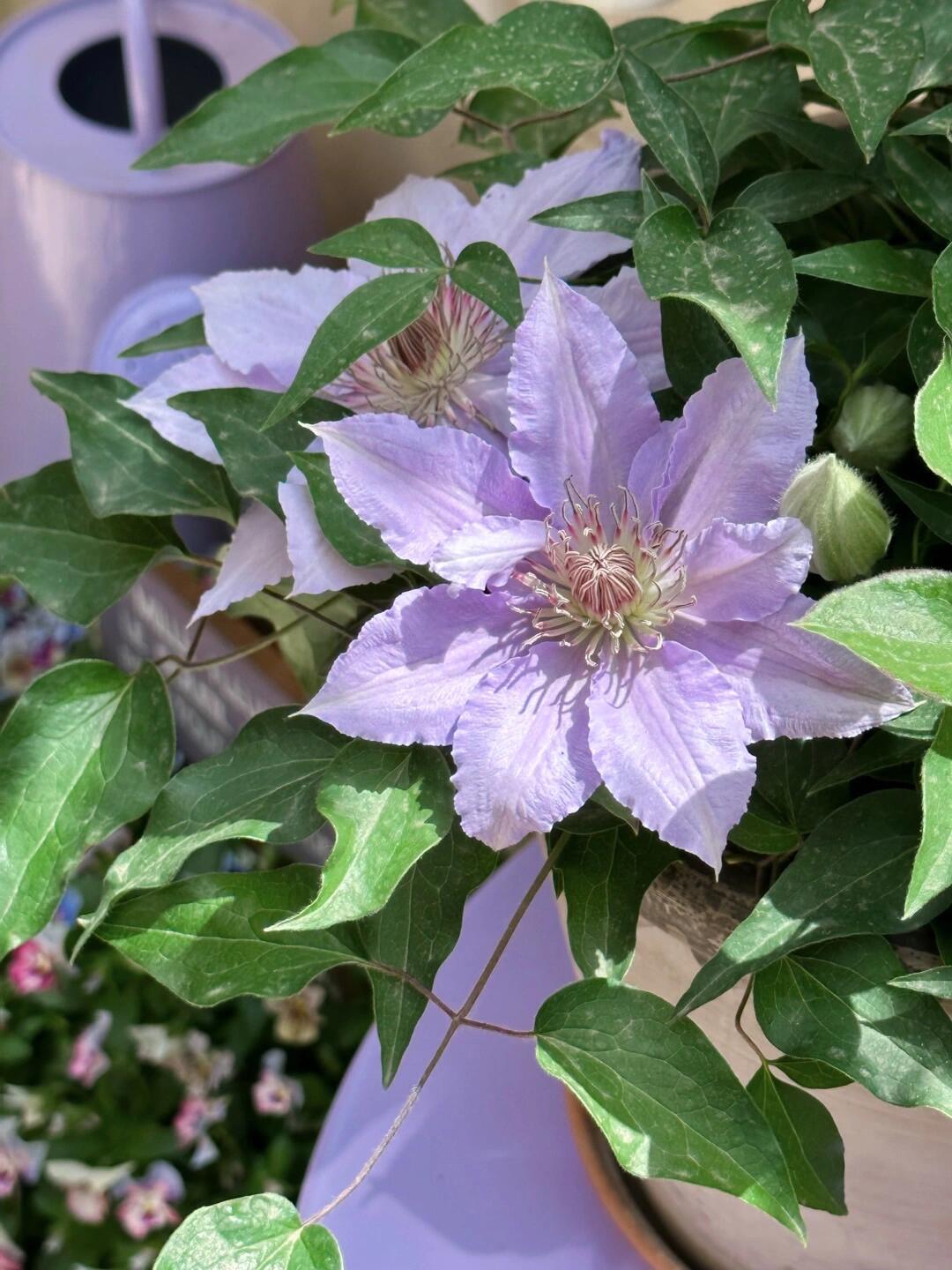 Clematis ‘’Filigree|金银丝/ 故里‘’