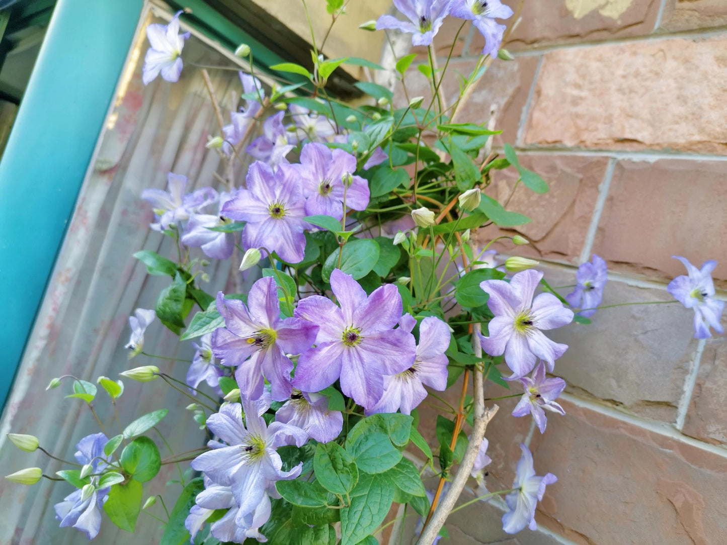 Clematis ‘’Sea Breeze|海风‘’