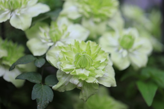 Clematis ‘’Peppermint|ミント| 薄荷‘’