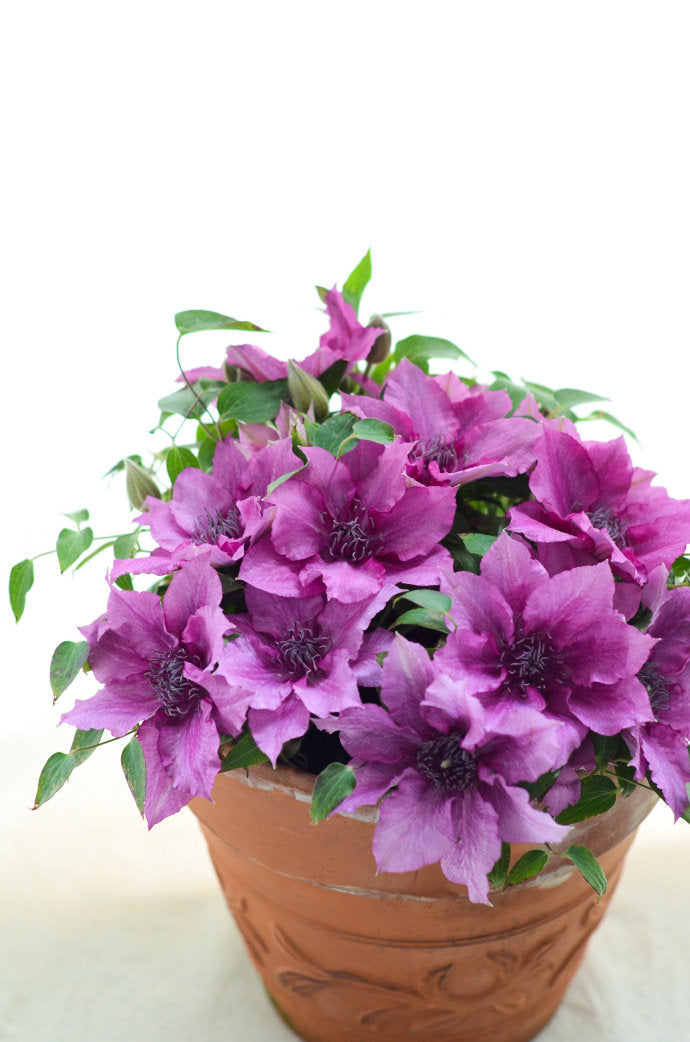 Dwarf Clematis ‘’Luiza|ルイーザ|路易莎‘’