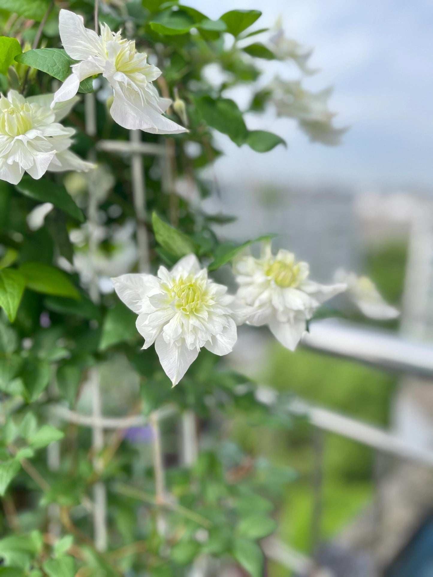 Clematis‘’Pluvia Imprint| 雨的印记‘’|New Variety 2024|US Exclusive
