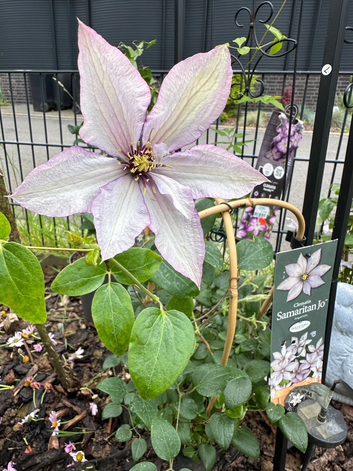 Clematis ‘’Samaritan Jo| 撒马利亚乔‘’