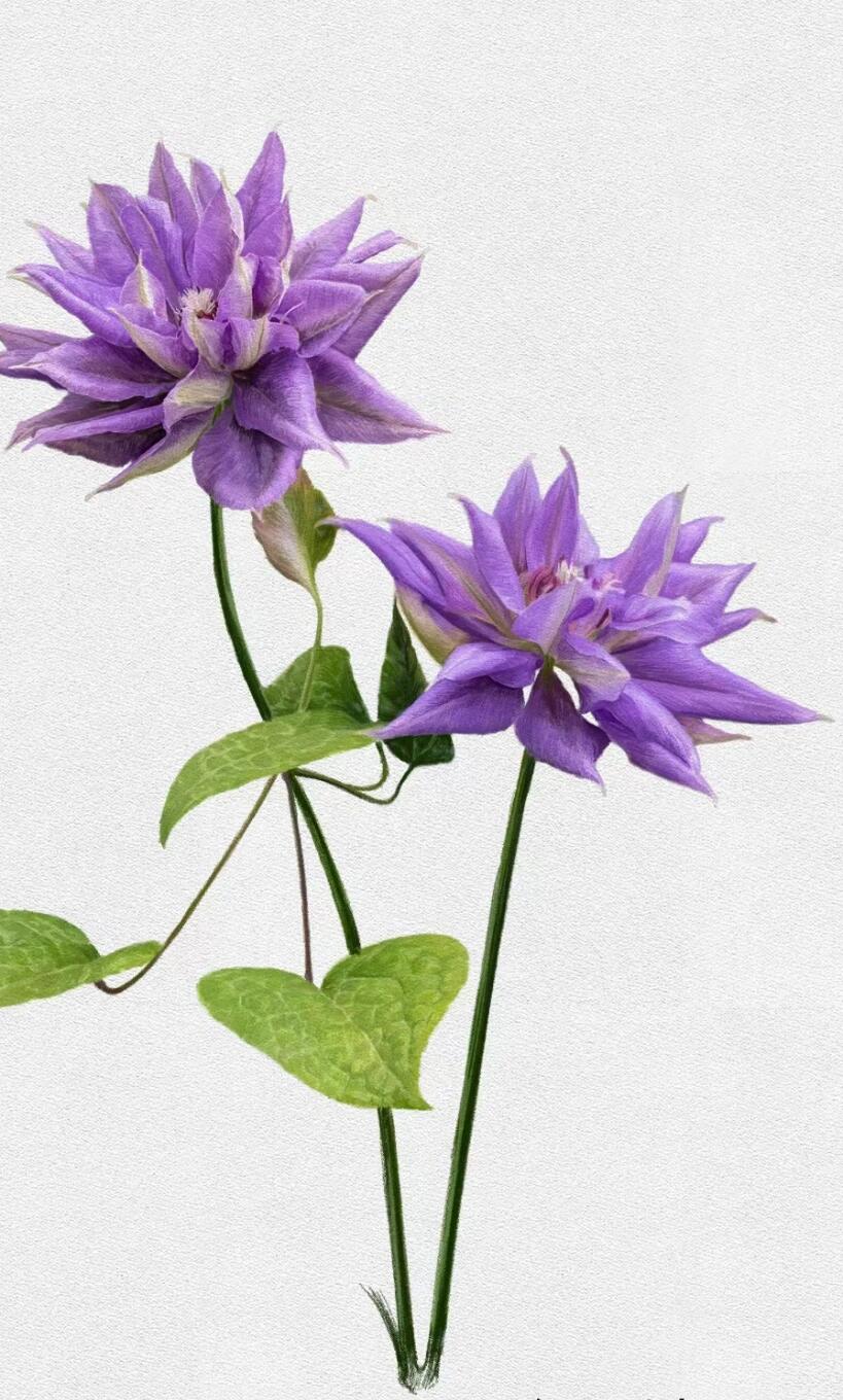 Clematis ‘’Matsuri Daiko|祭り太鼓 | 花太鼓‘’