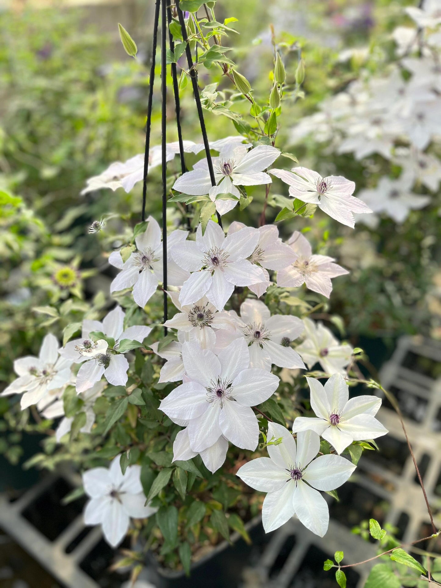 Rare Clematis ‘’Guizi|摫子‘’