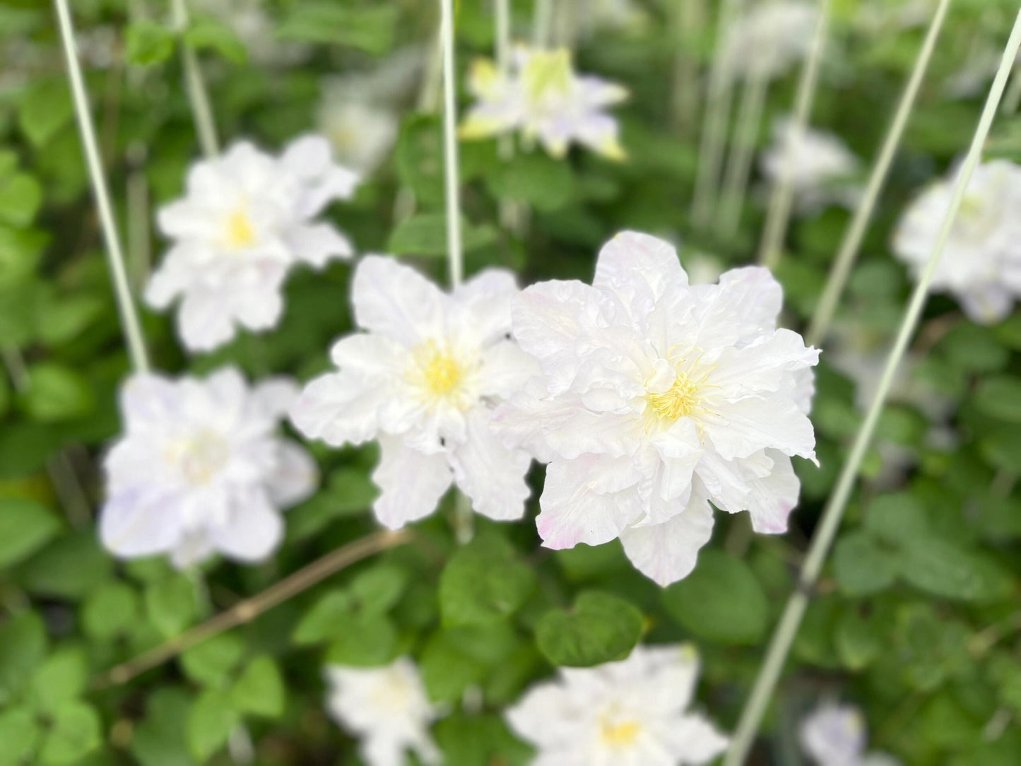 Clematis ‘’Veronica's choice|维罗妮卡的选择‘’